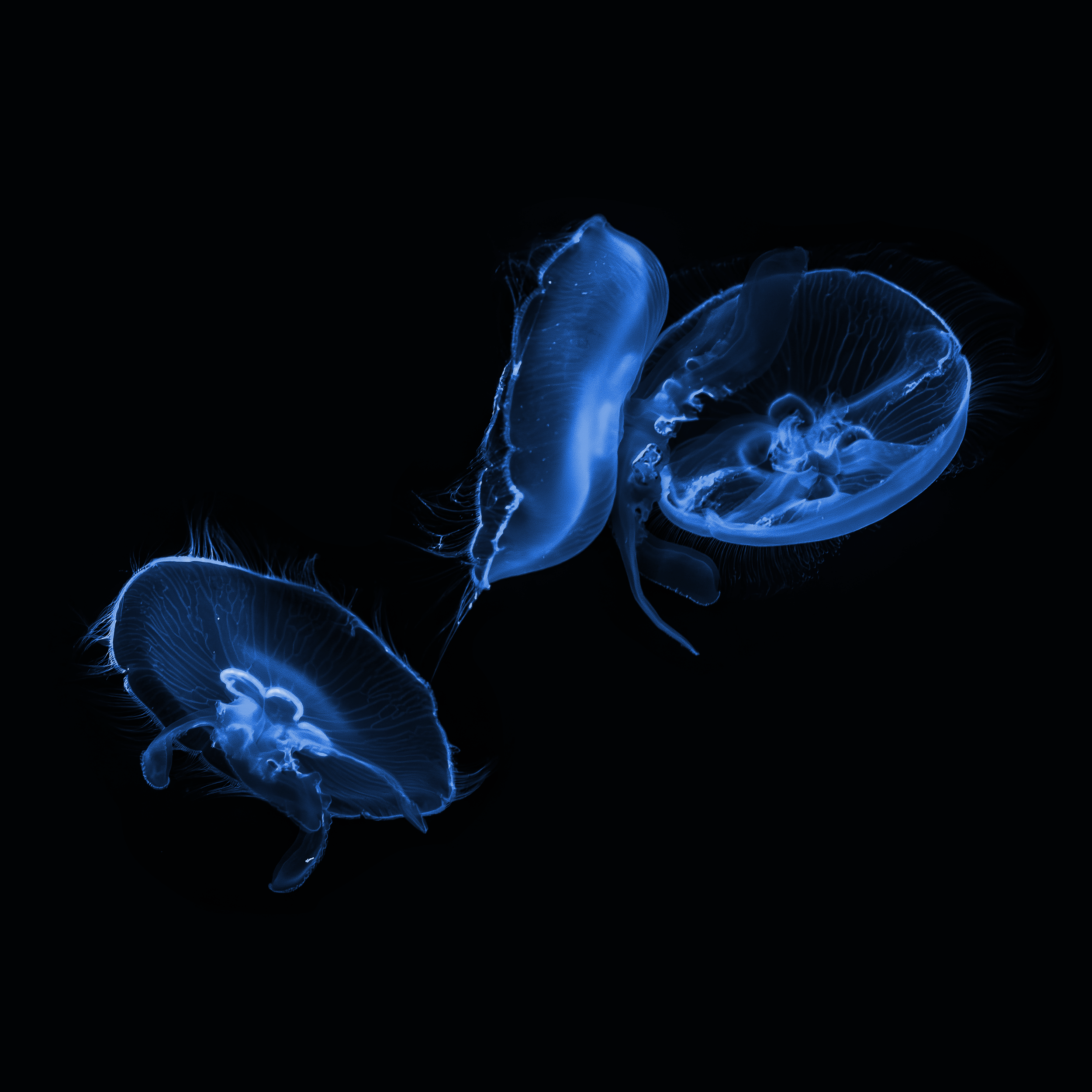 Jelly Fish Print Blue 2.png