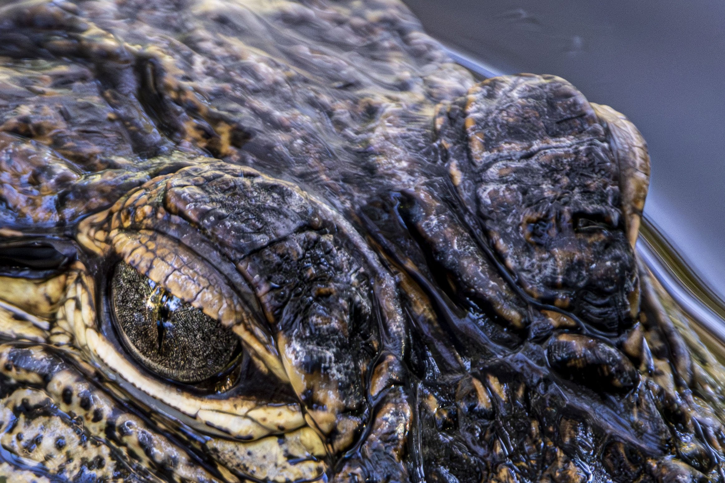 Aligator 3.jpg