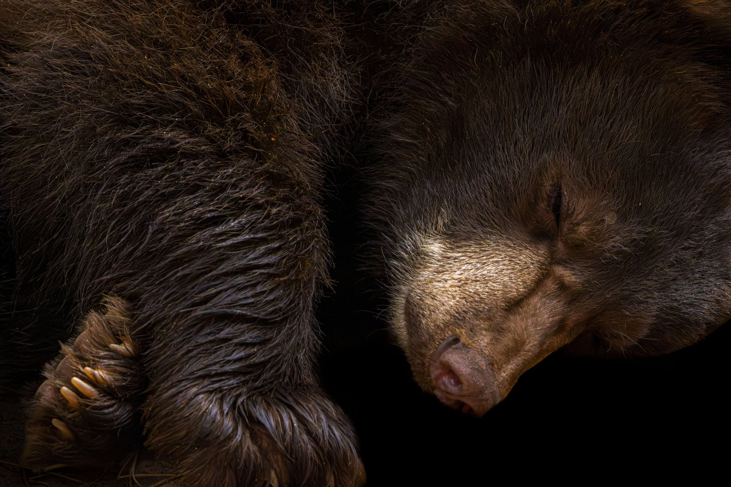 Baby Black Bear.jpg
