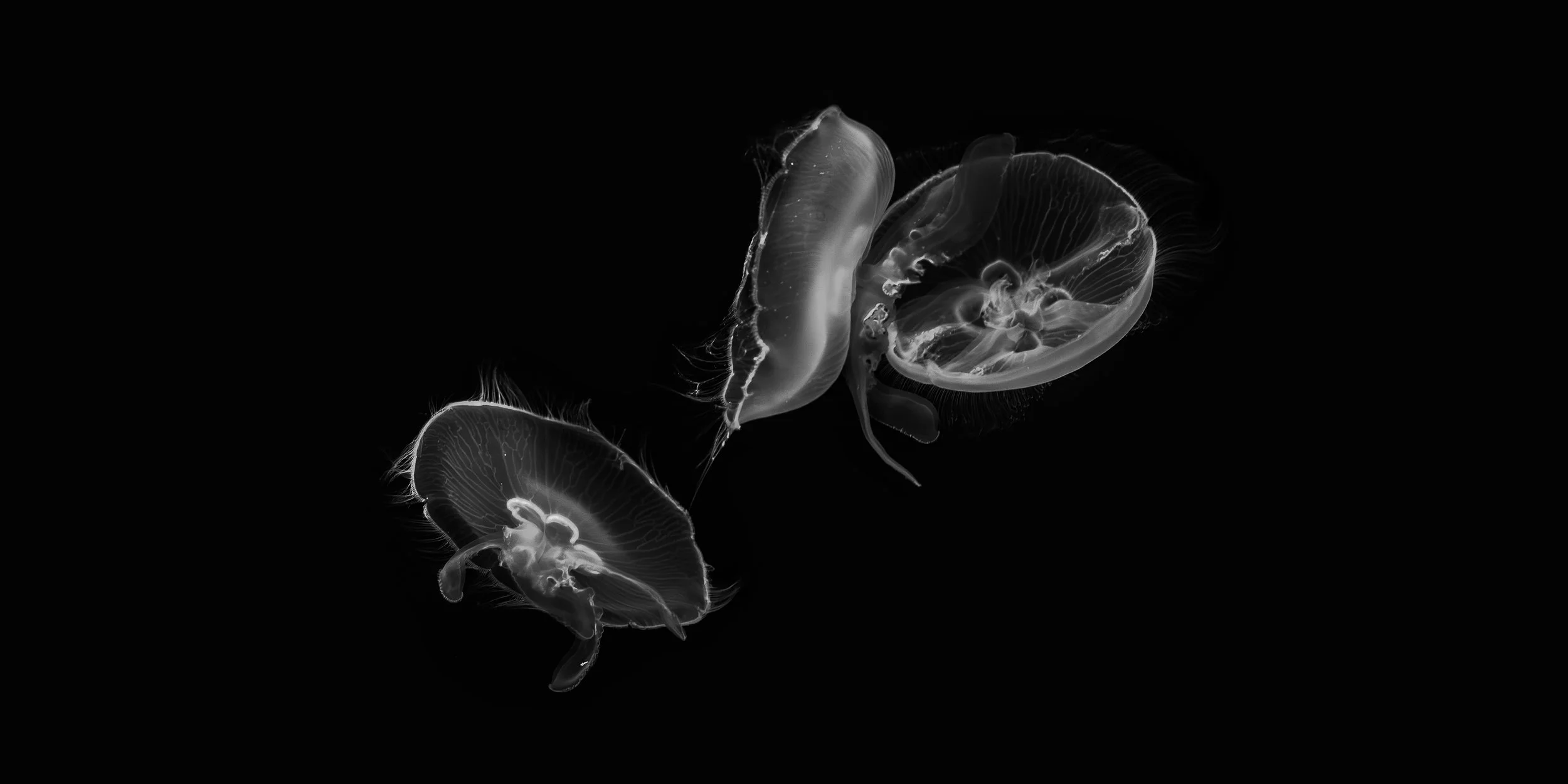 Jelly Fish Print 2.jpg