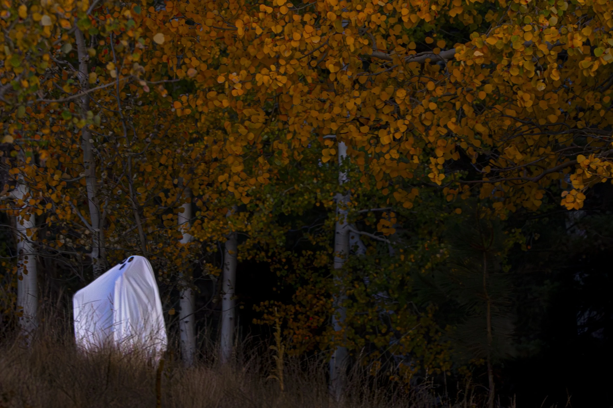 ghost in the woods of Flagstaff, Arizona