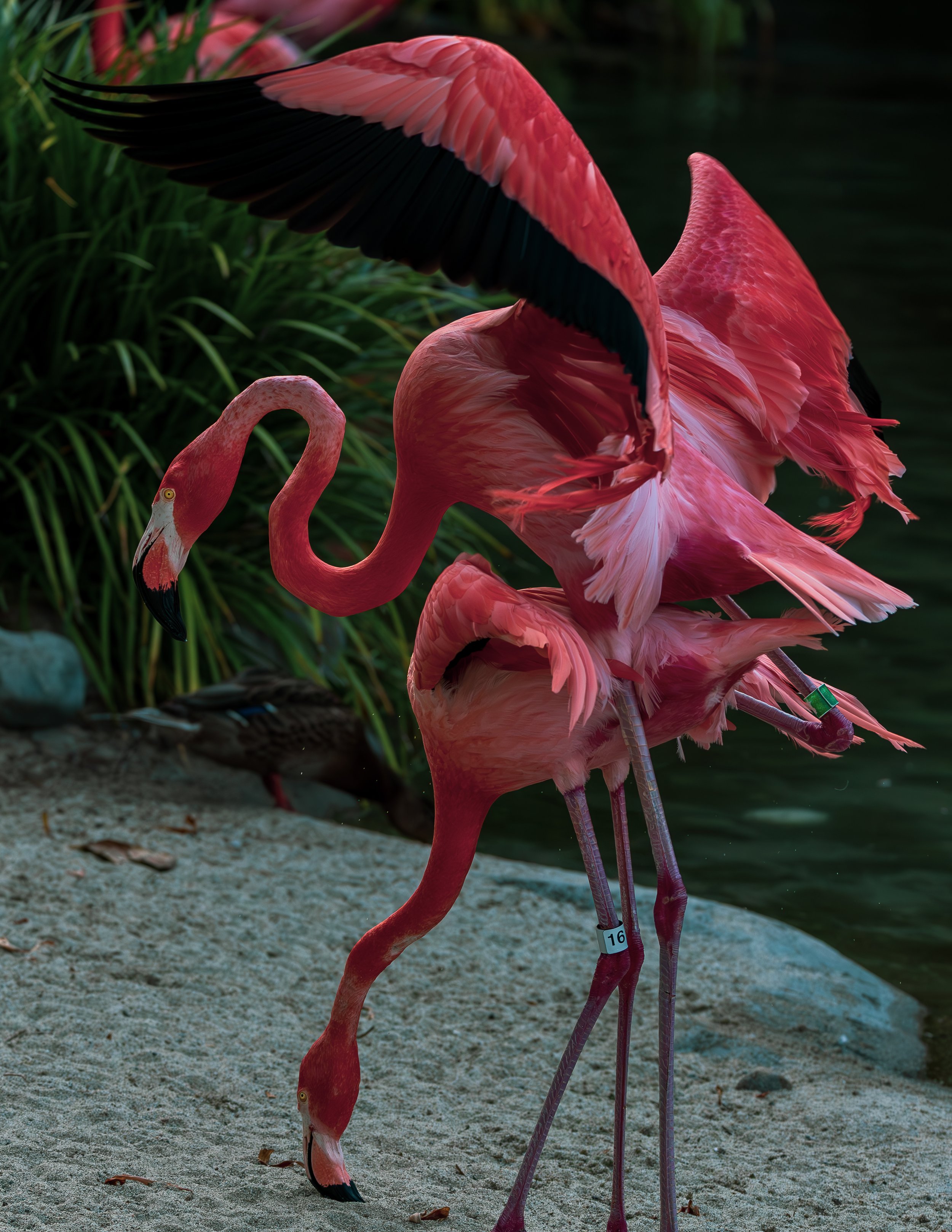 Flamingo Sex 2.jpg
