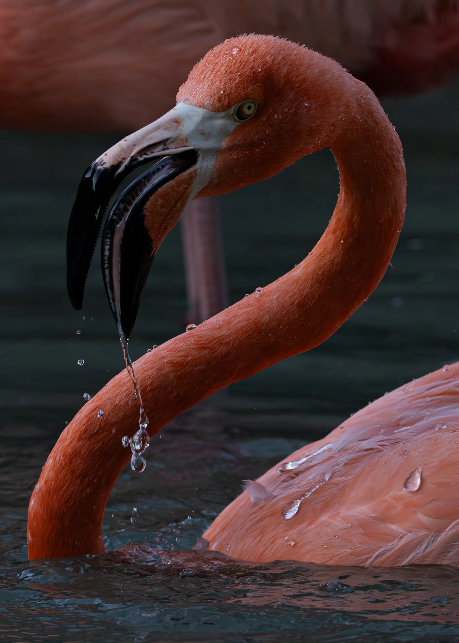 _J6A3359-Enhanced-NR.jpg
