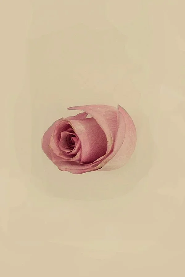 A single pink rose with petals partially unfurled on a plain, light-colored background.