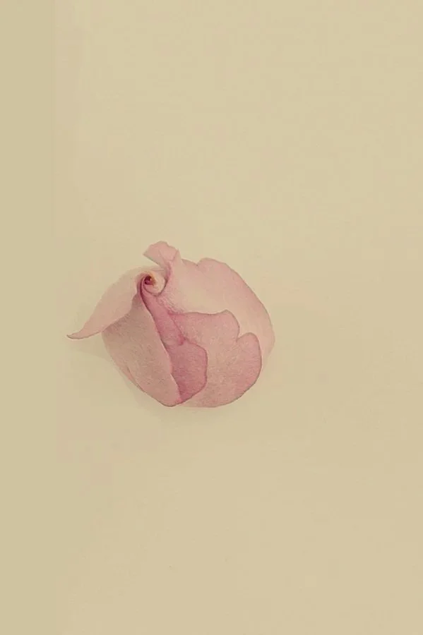 A pink rosebud on a plain, light-colored background.