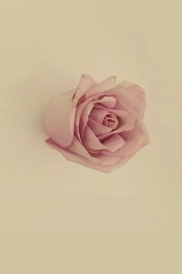 A close-up of a pale pink rose flower on a plain light background.