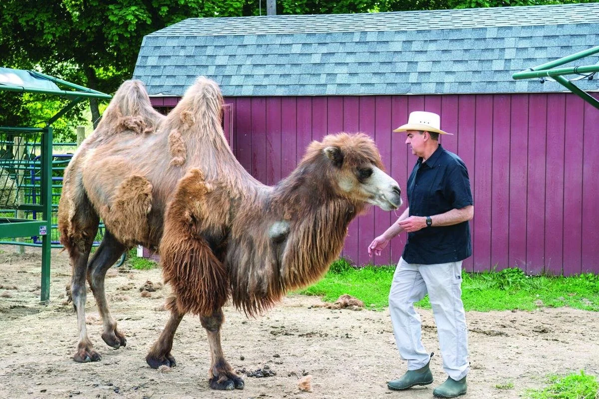 The Independent / From homegrown lavender to alpacas, camels and llamas, Lavender Waves Farms brings a unique vibe to your summer