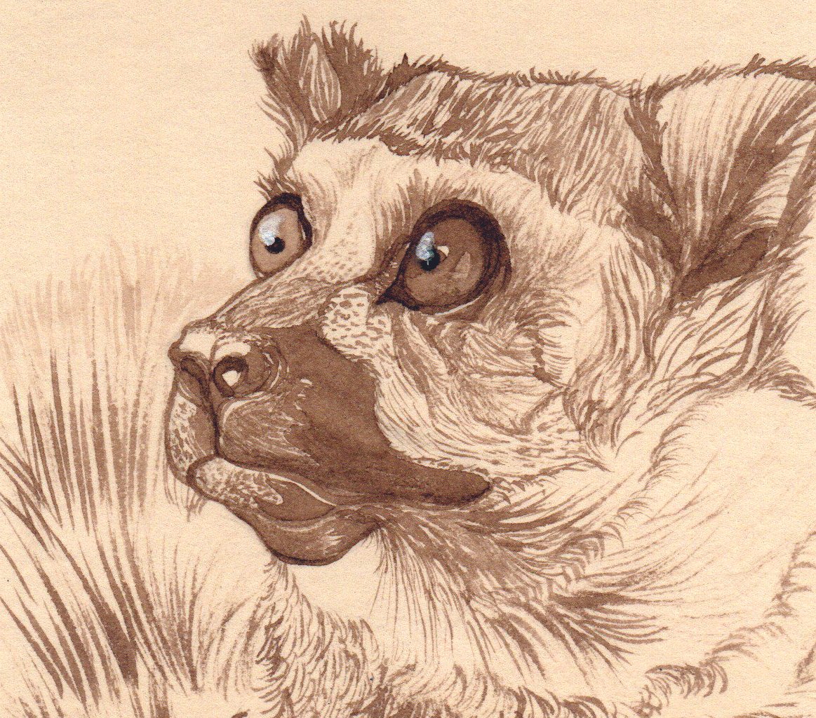 A detailed sketch of a lemur's face in profile, with large, expressive eyes, pointed ears, and fur texture.