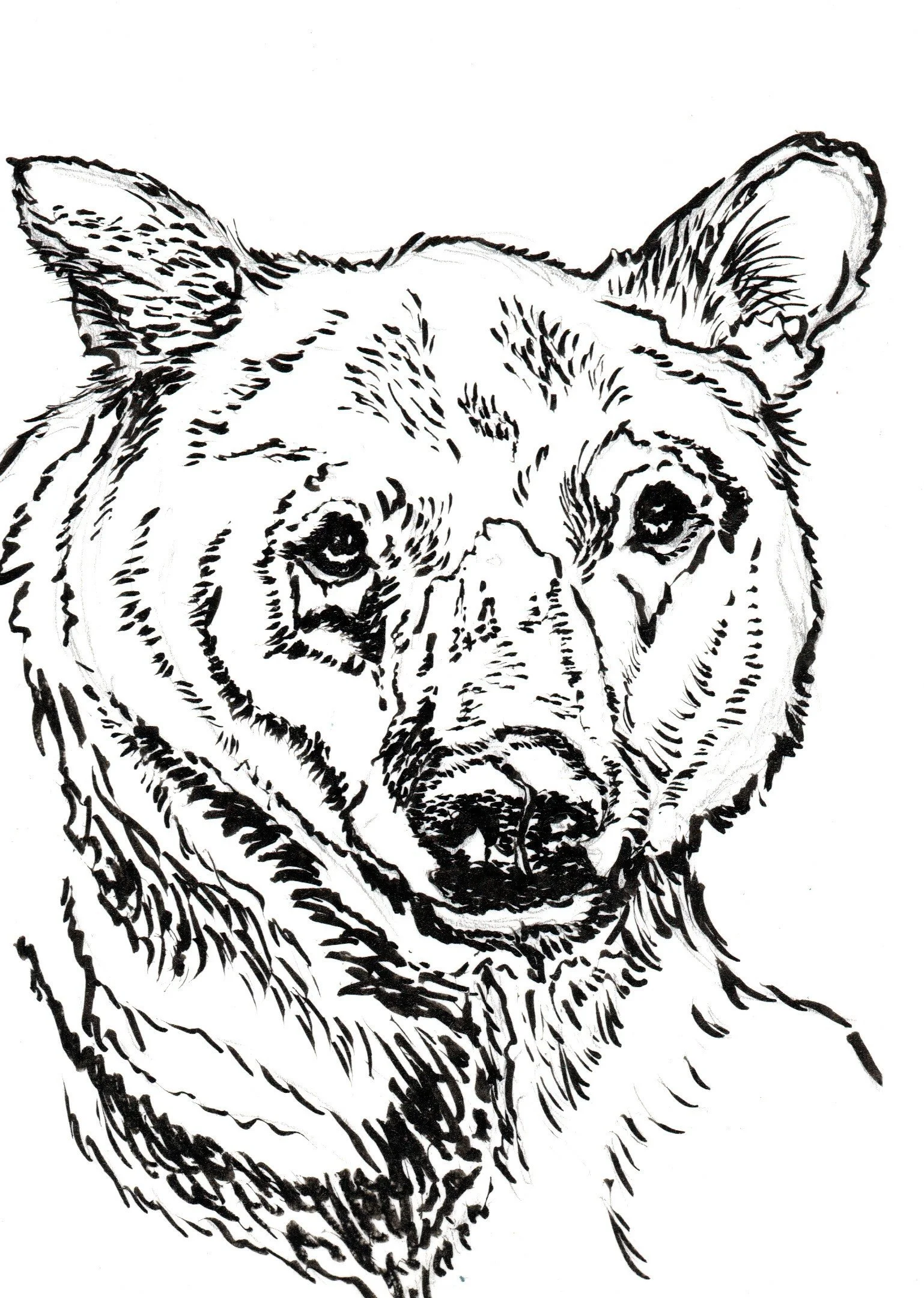 Black and white line drawing of a bear's face and upper body.