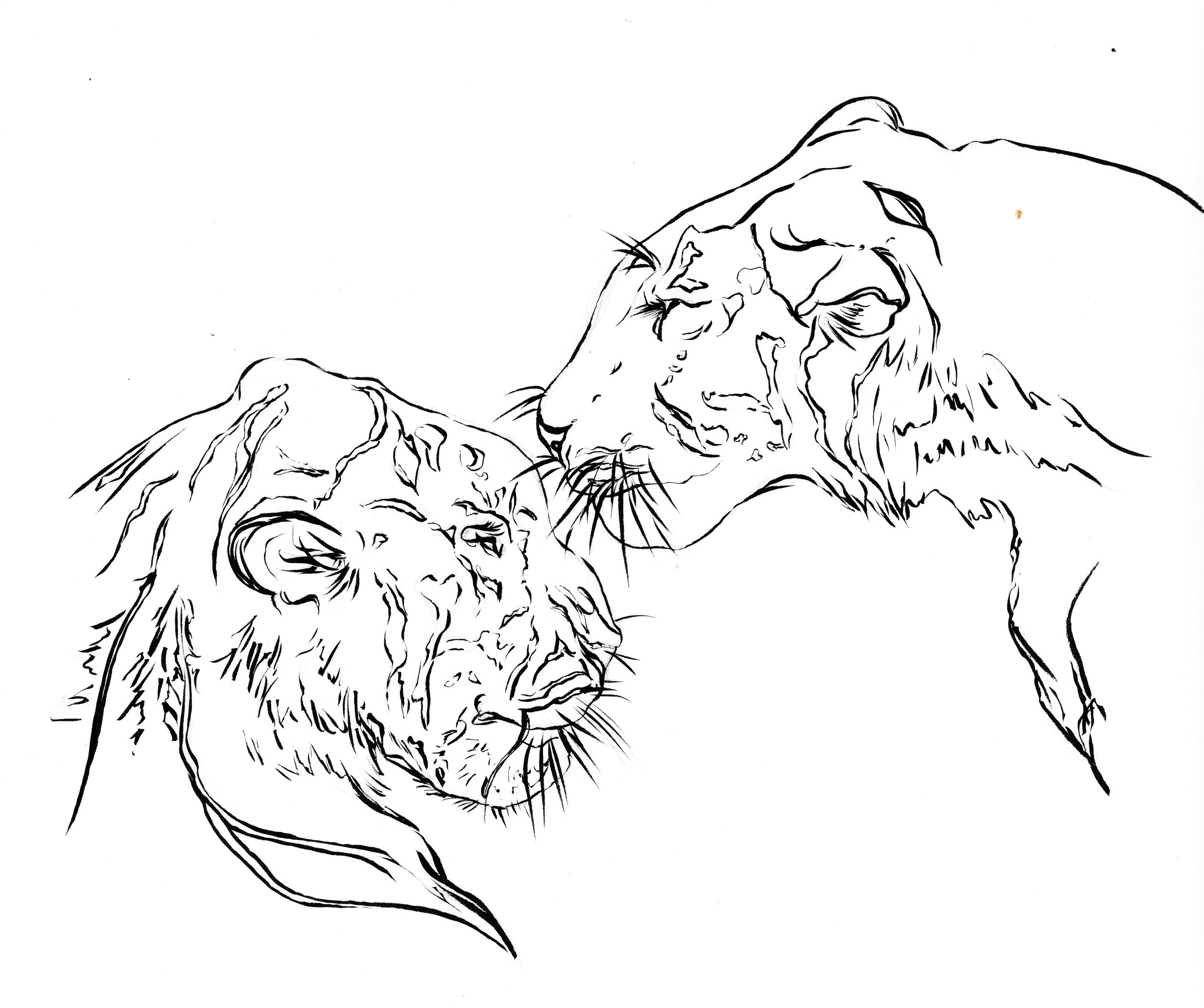 Line drawing of two tigerss facing each other, showcasing detailed manes and facial features.