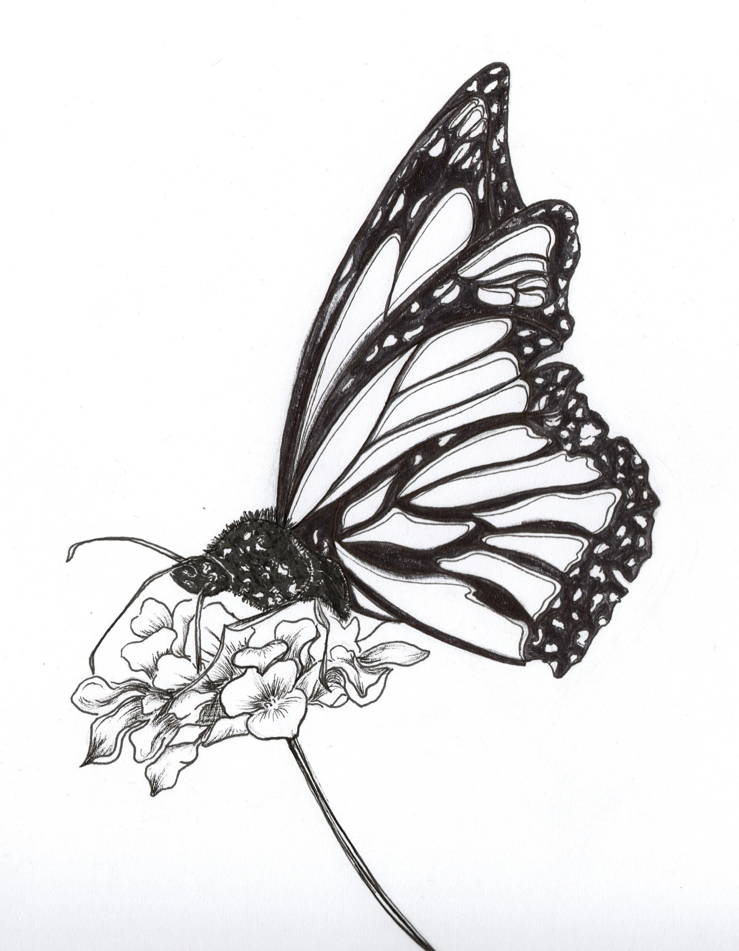 A detailed black and white drawing of a butterfly perched on a flower.