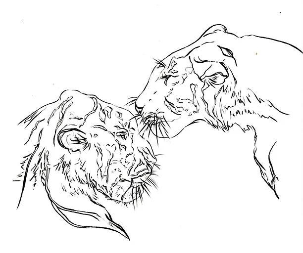 tigerlove72.jpg