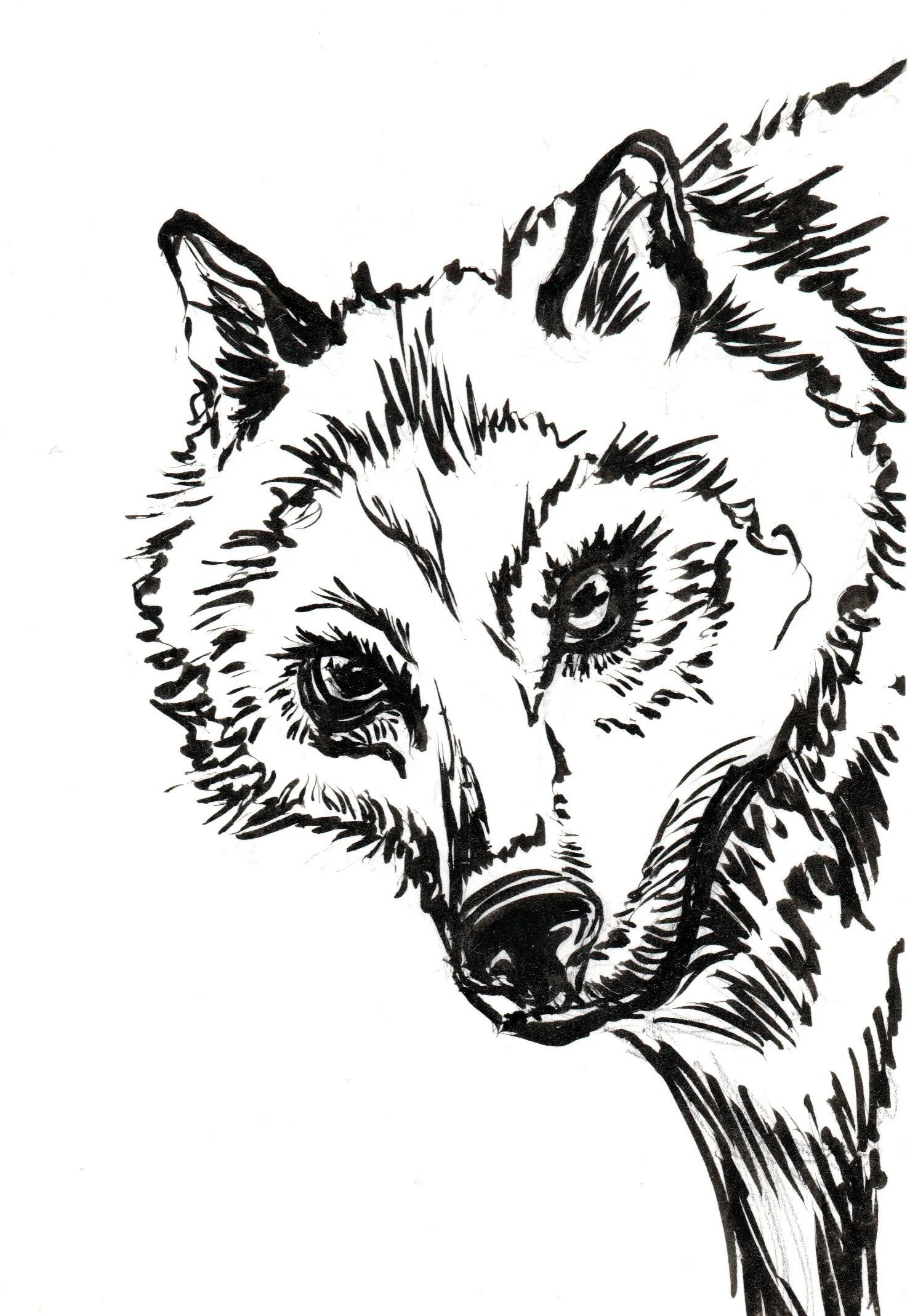 Black and white line drawing of a wolf's face, showing intense eyes and fur detail.