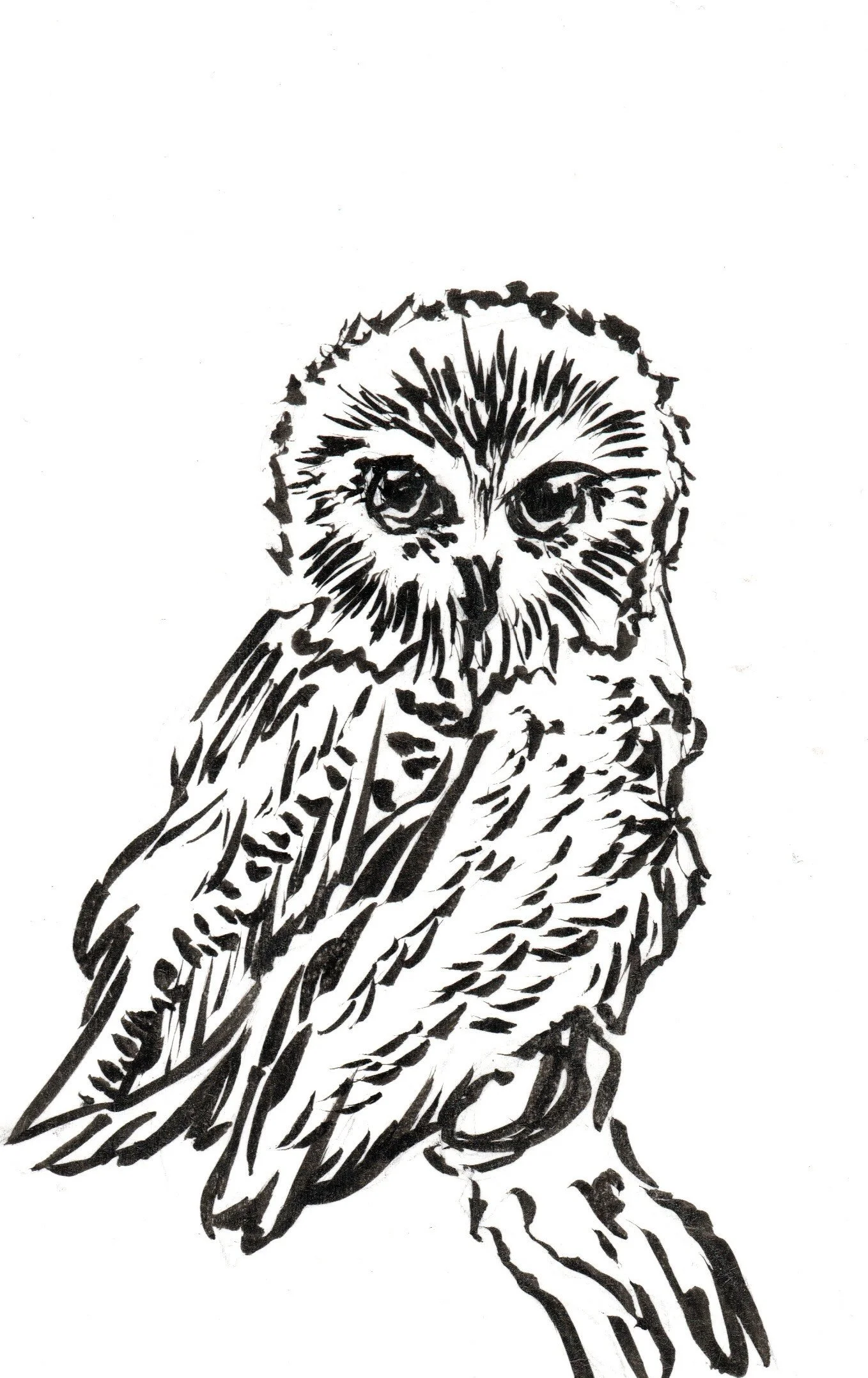 Black and white line drawing of an owl perched on a branch, with detailed feathers and intense eyes.