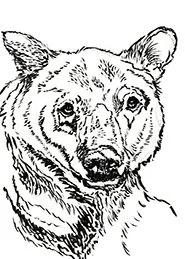 bearink72.jpg