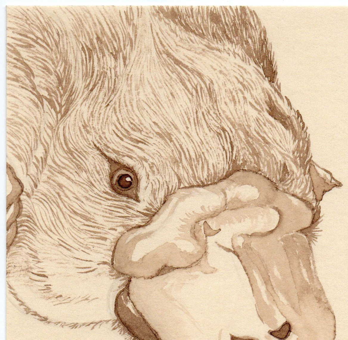 A detailed sepia-toned illustration of a platypus face, focusing on the nose and eye.