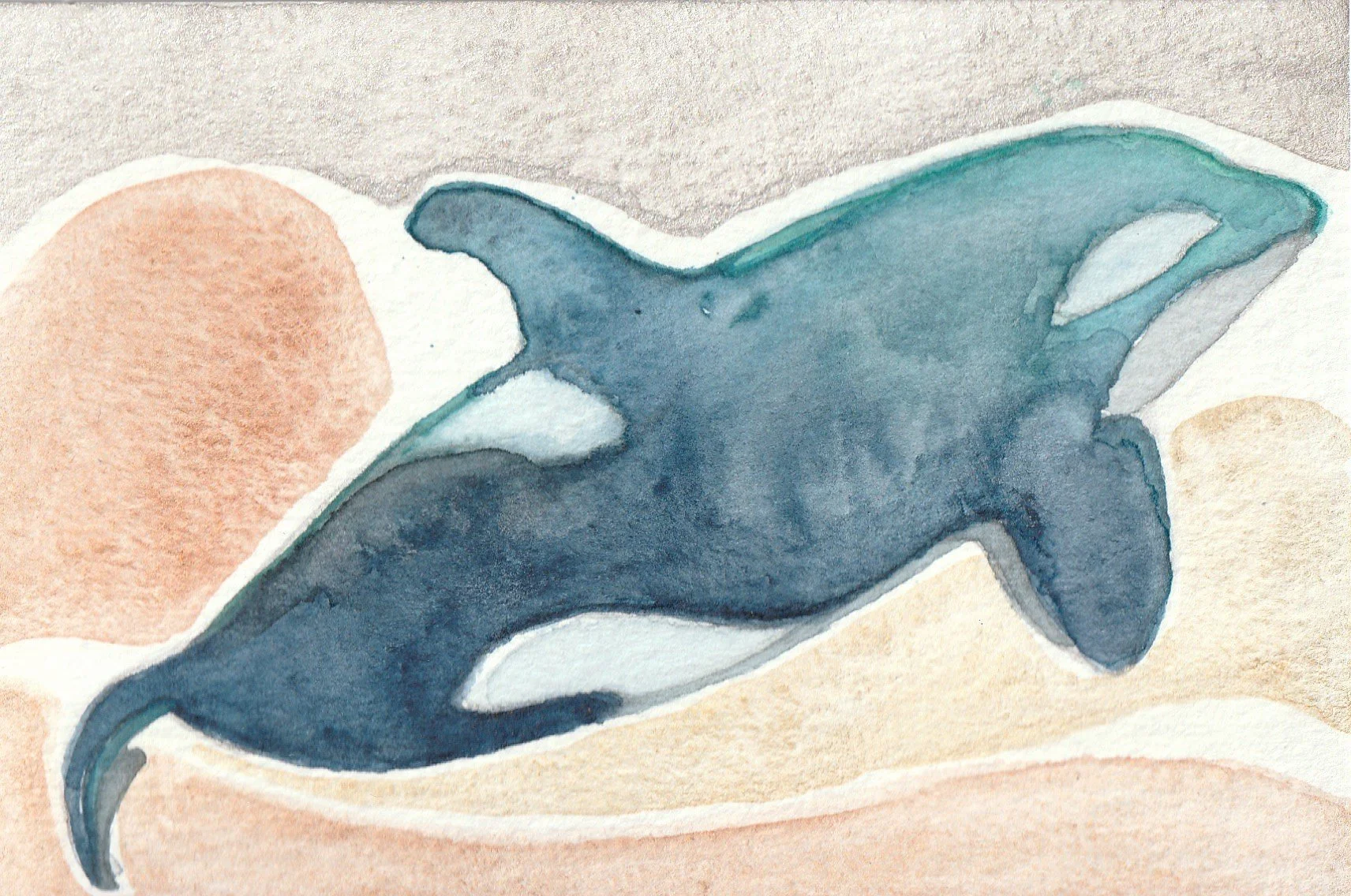 orca.jpg