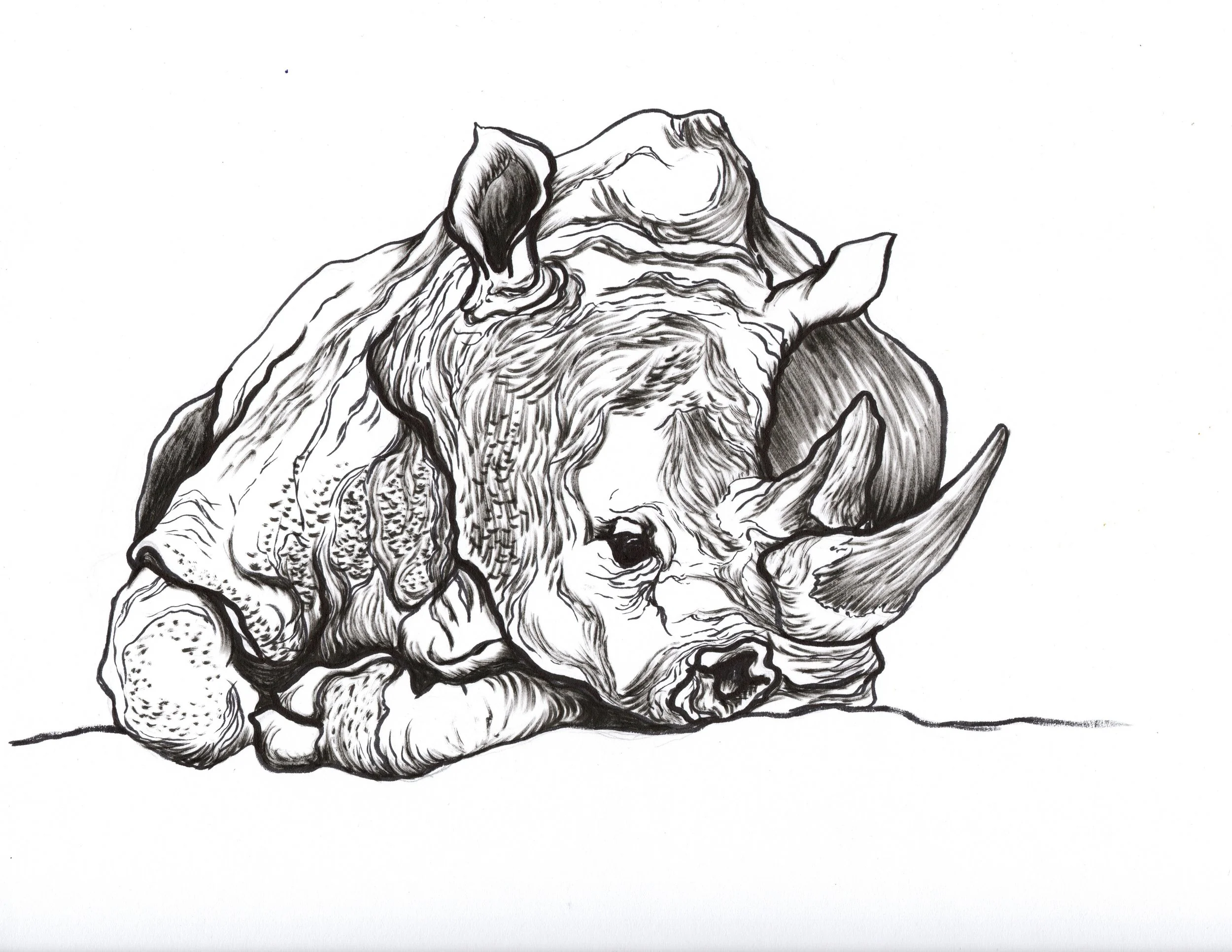 Black and white sketch of a rhinoceros resting with its head down, showing detailed lines and shading.