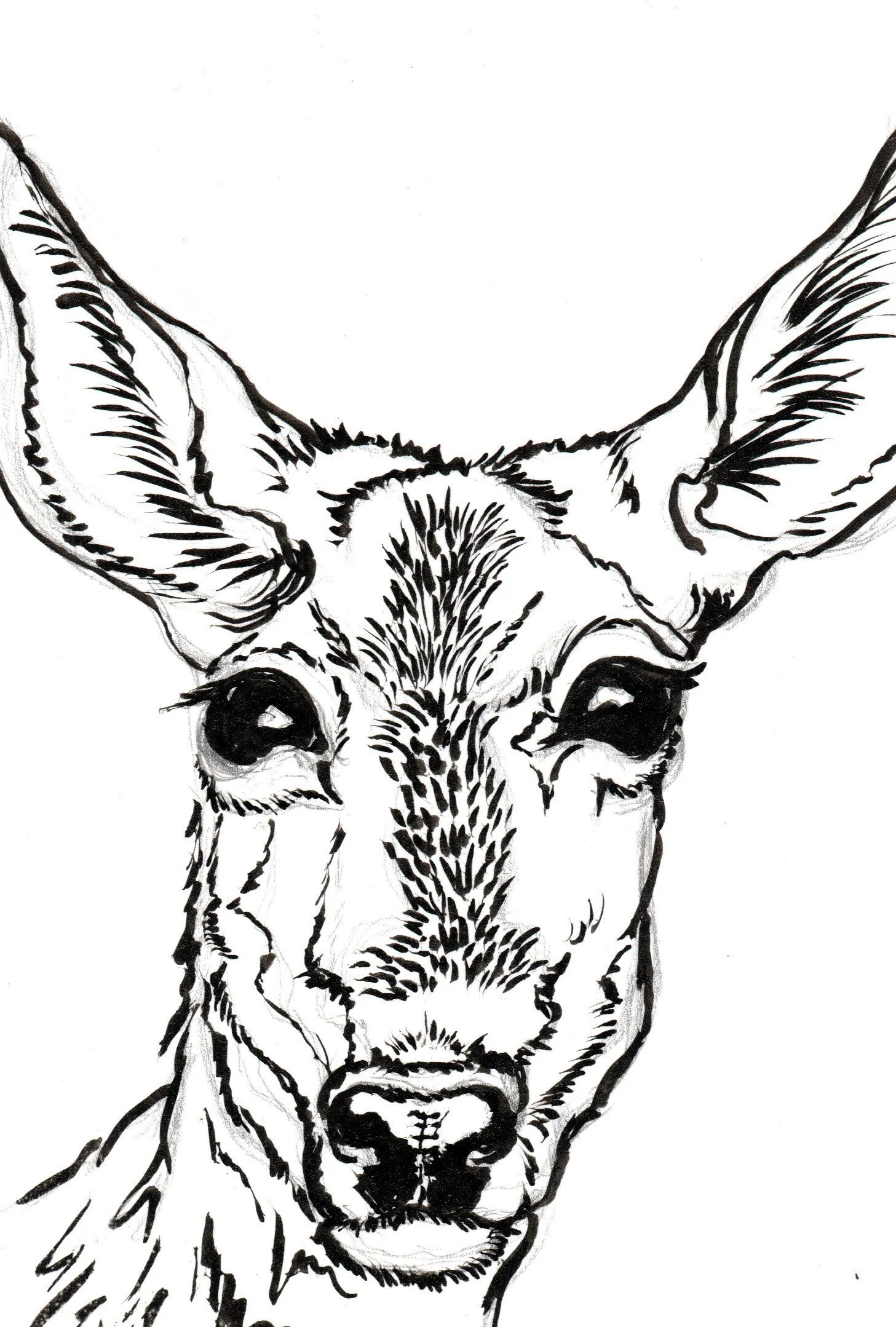 Black and white sketch of a deer with large ears facing forward.