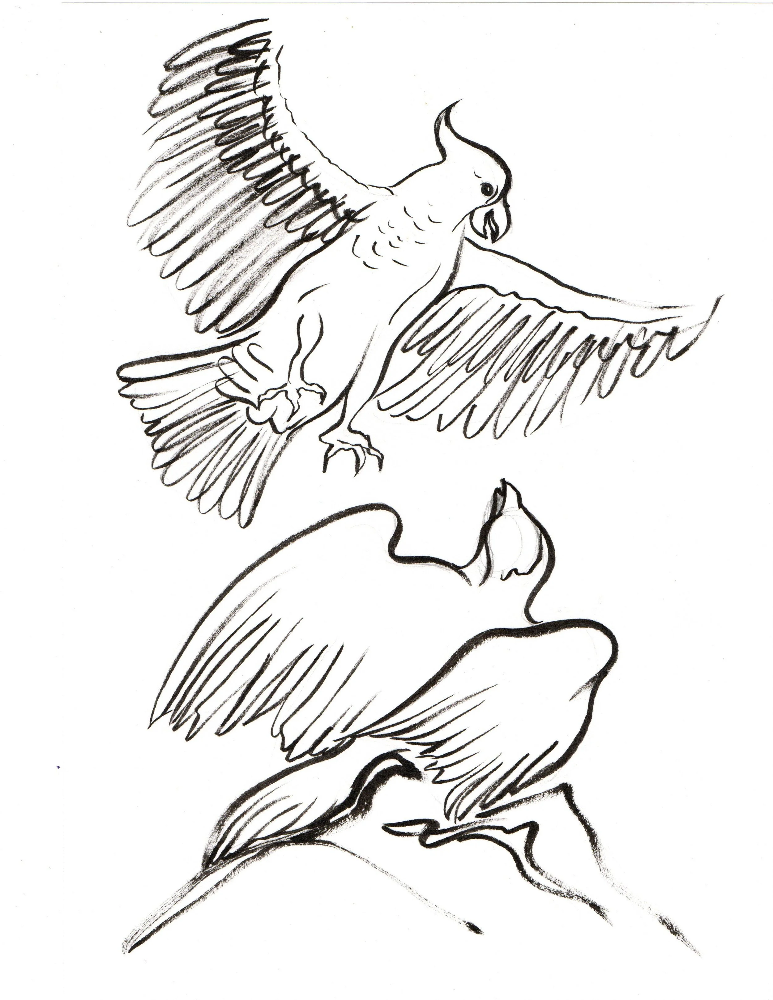 A black and white sketch of two birds, with the upper bird flying and the lower bird perched on a branch.