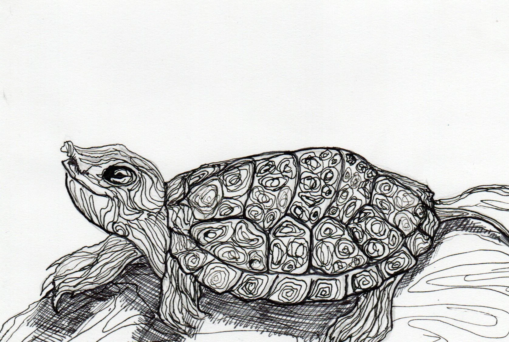 Line art drawing of a turtle with detailed shell and limbs, on a white background.