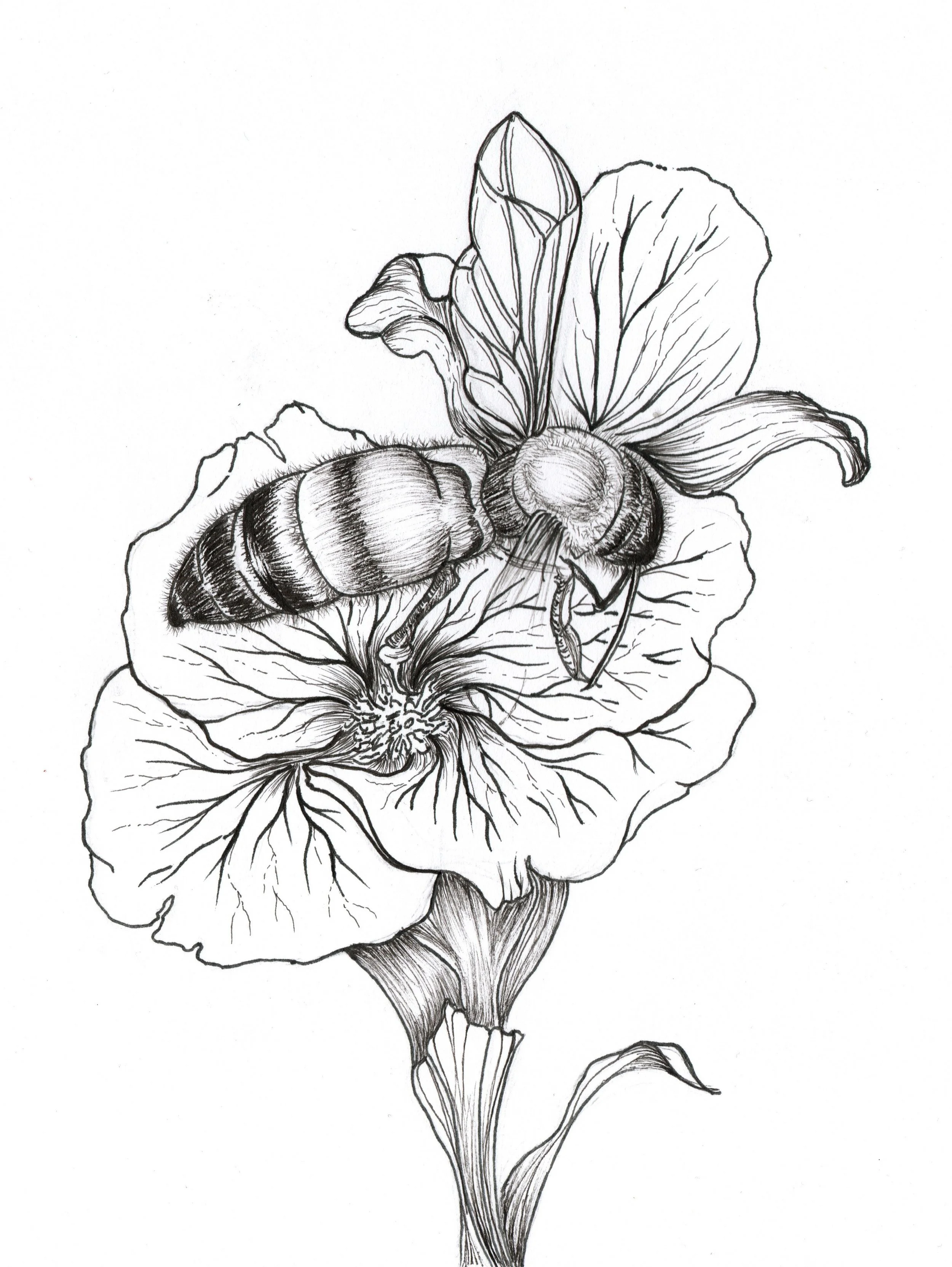 Black and white illustration of a bee on a flower.