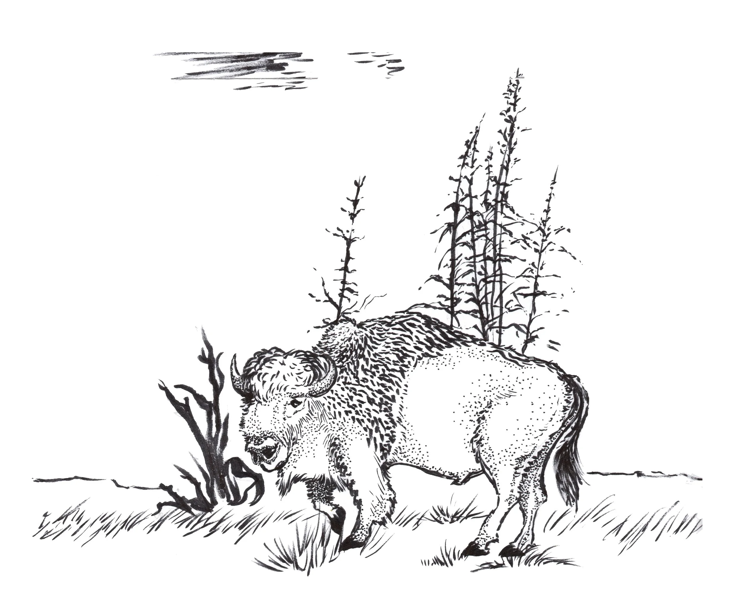 Black and white illustration of an American bison standing on grass with sparse bushes and tall trees in the background.