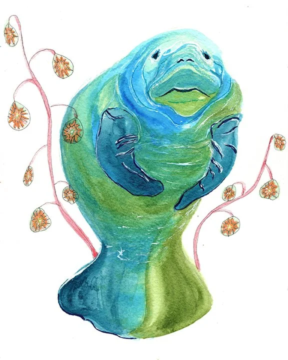 Gentle Manatee