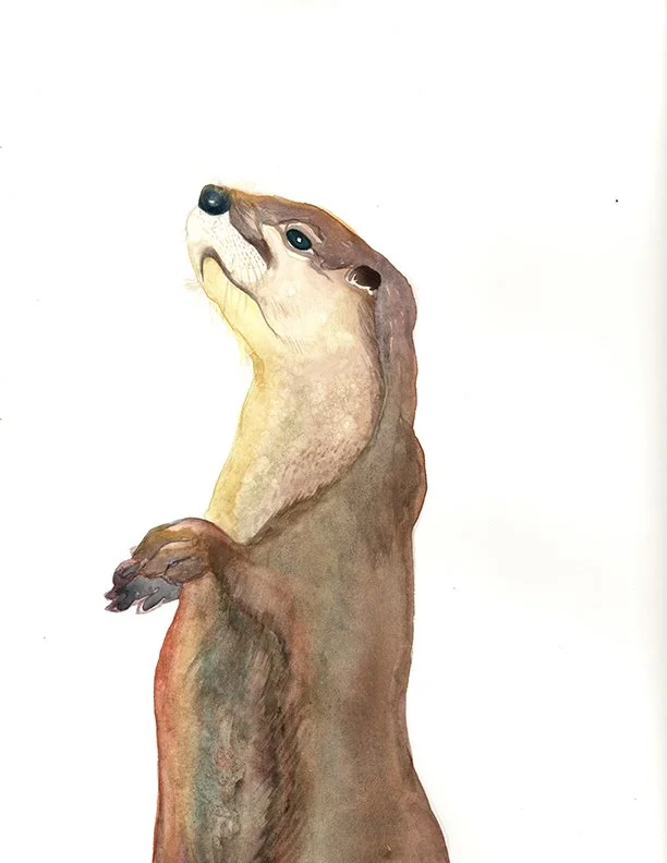 Otter watercolor portrait