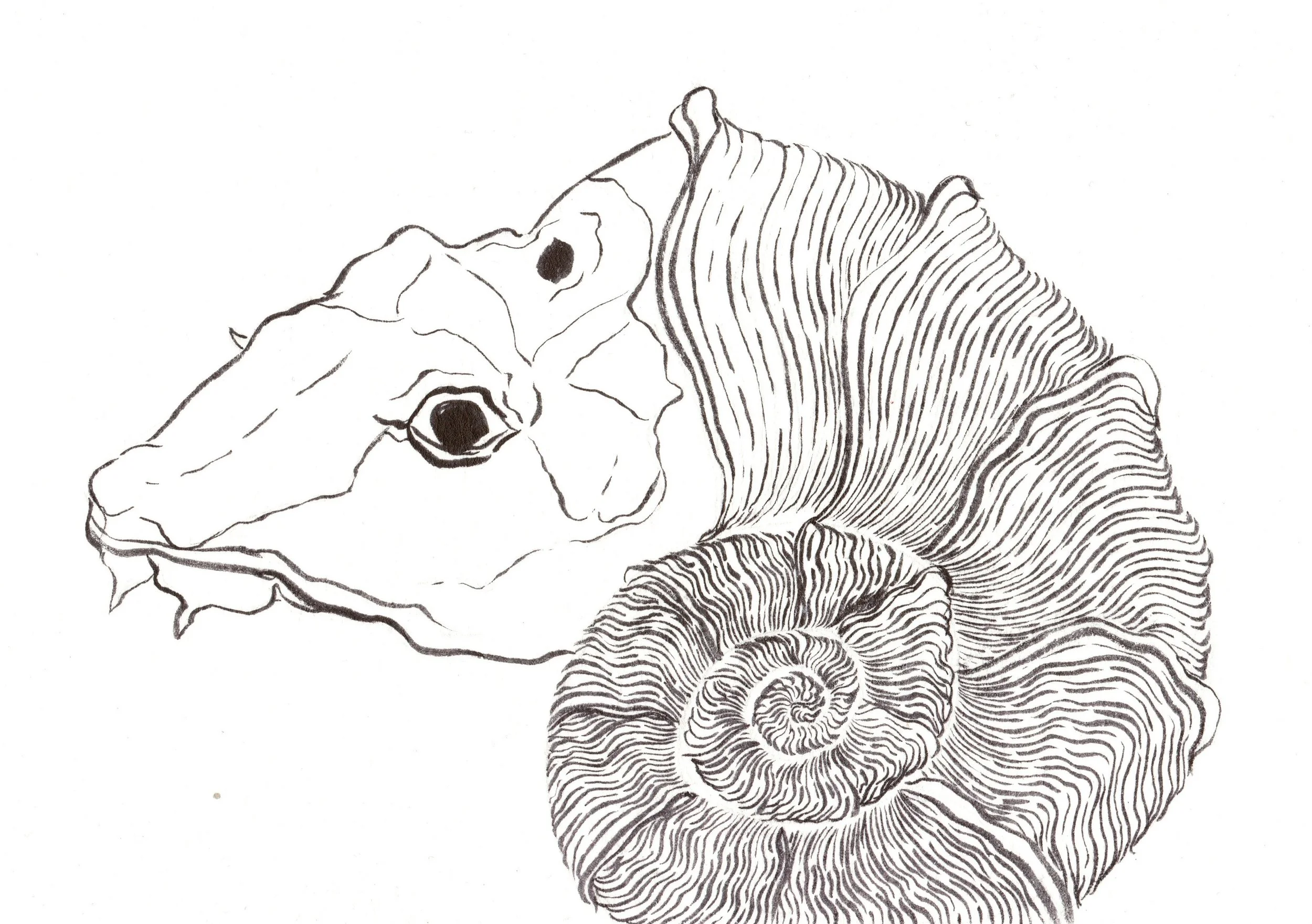 Black and white line drawing of a sealife skull and a coiled seashell.