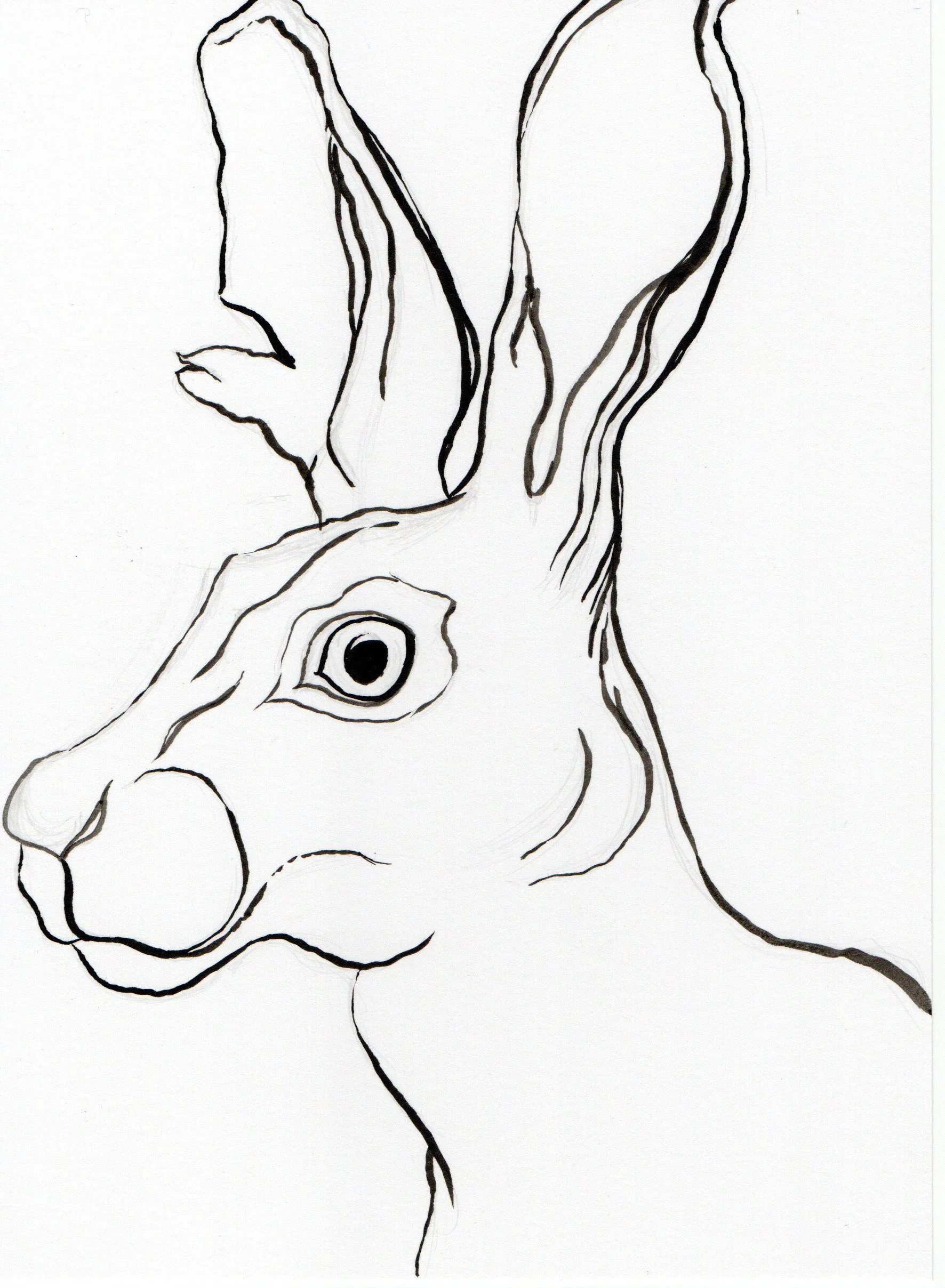 A black and white line drawing of a rabbit's profile with detailed features and long ears.