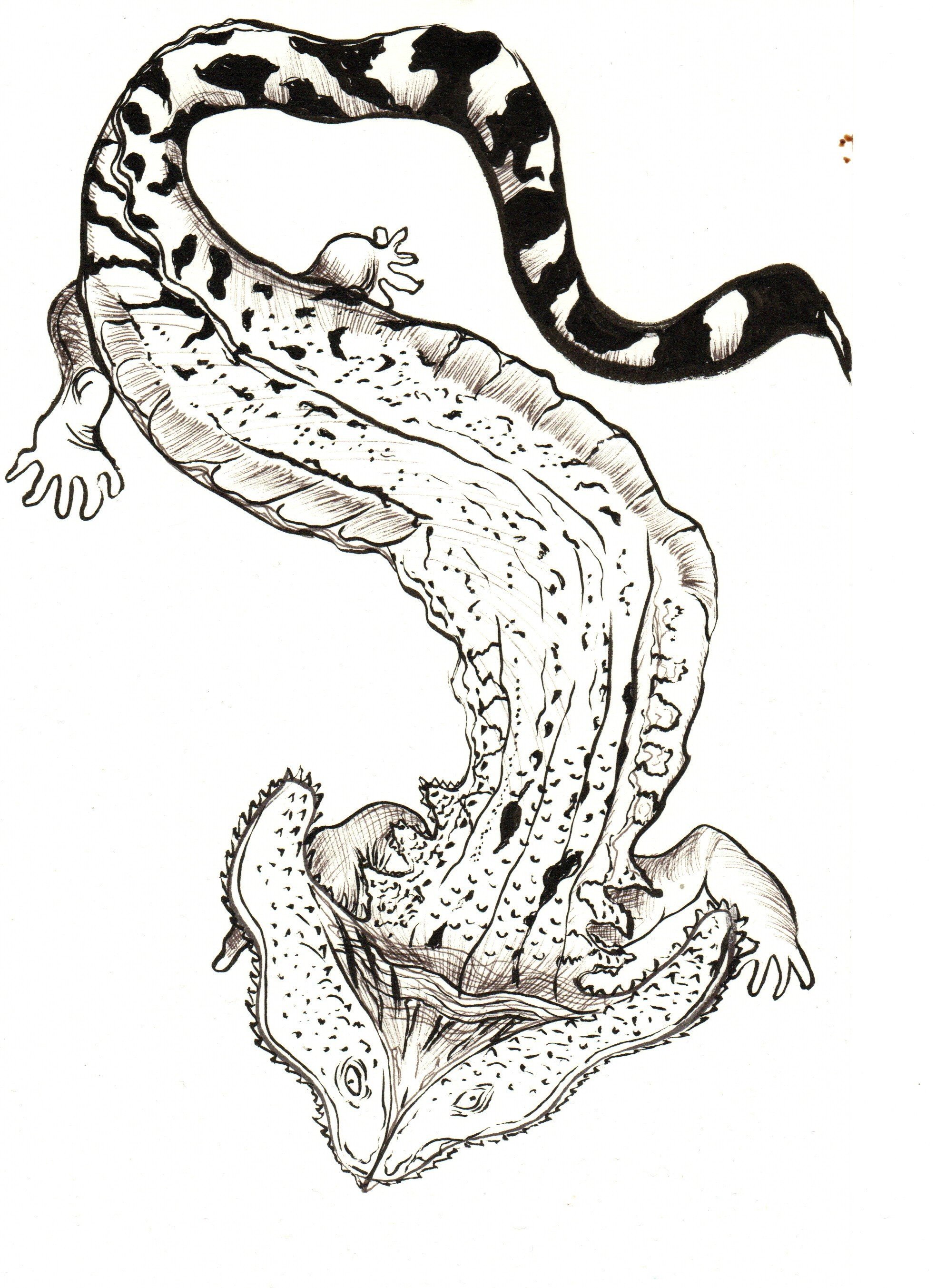Black-and-white line drawing of a hammerhead salamander. 