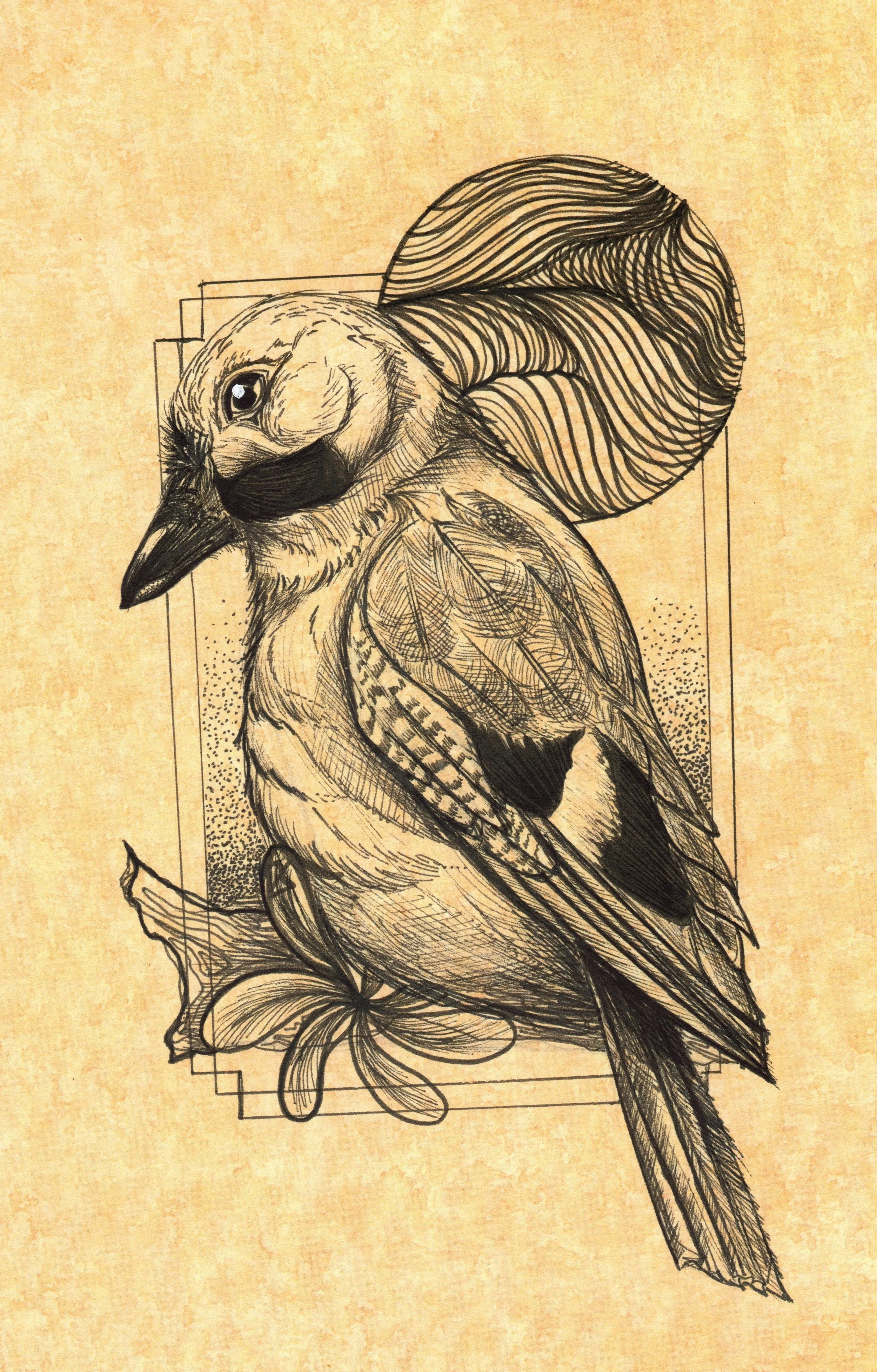 Hand-drawn illustration of a bird perched on a branch, with detailed feathers and a large tail.