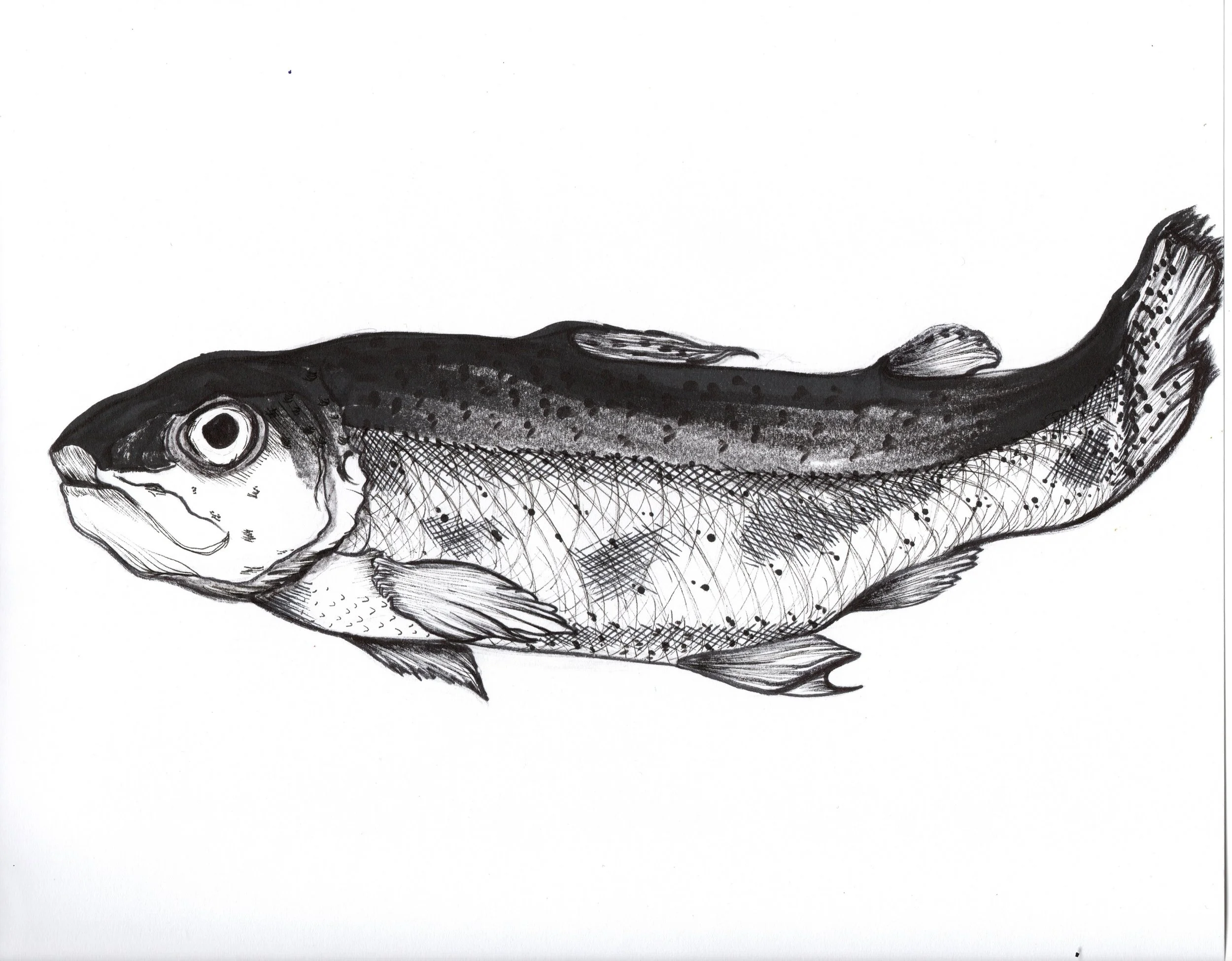Black and white drawing of a fish with detailed fins, scales, and a large eye.