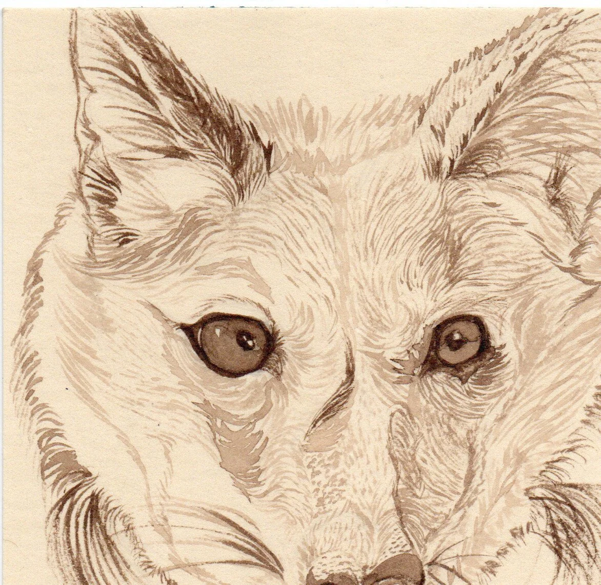 A detailed pencil sketch of a wolf's face, focusing on the eyes and fur texture.