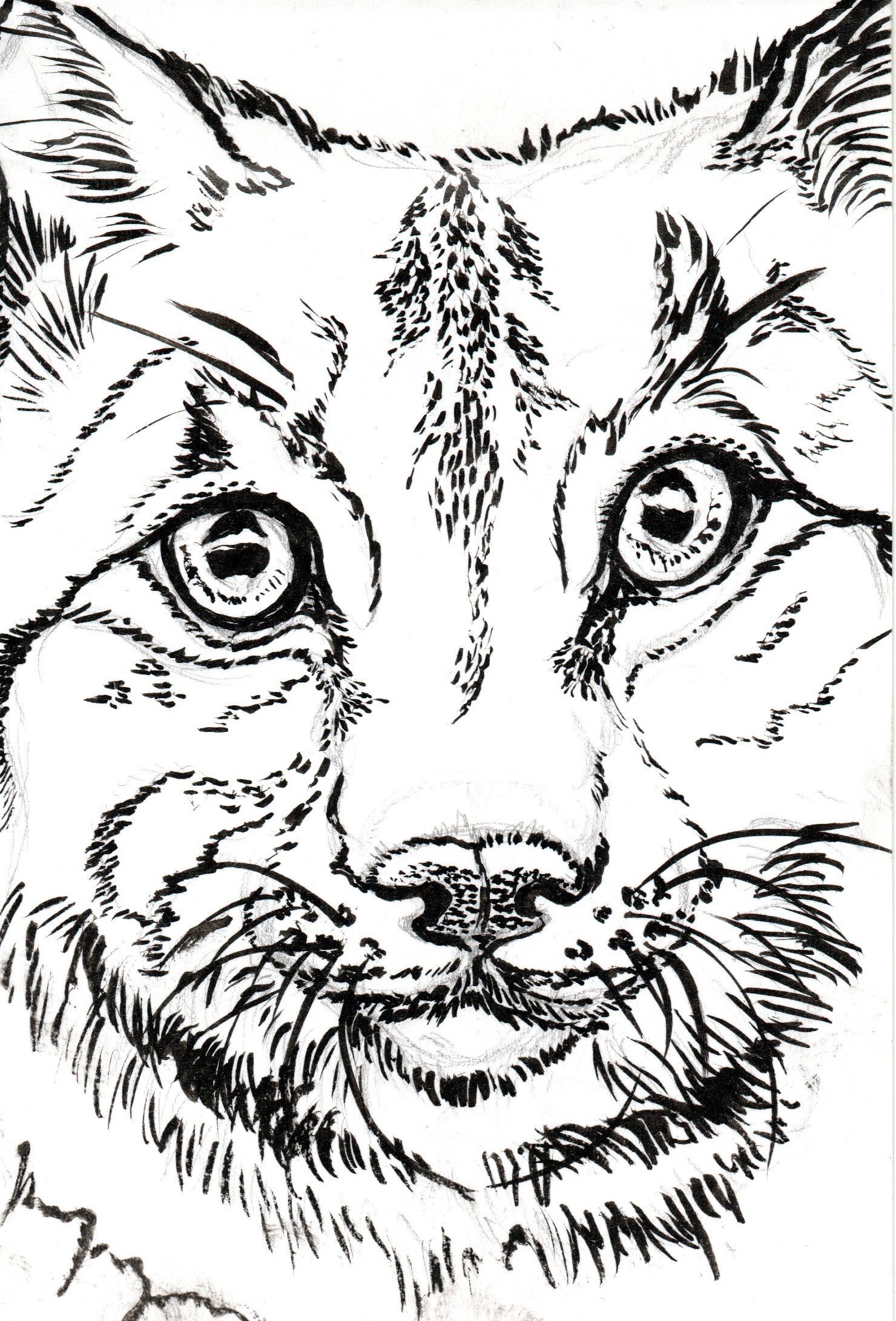 Black and white drawing of a bobcat's face focusing on the eyes, nose, and mouth.
