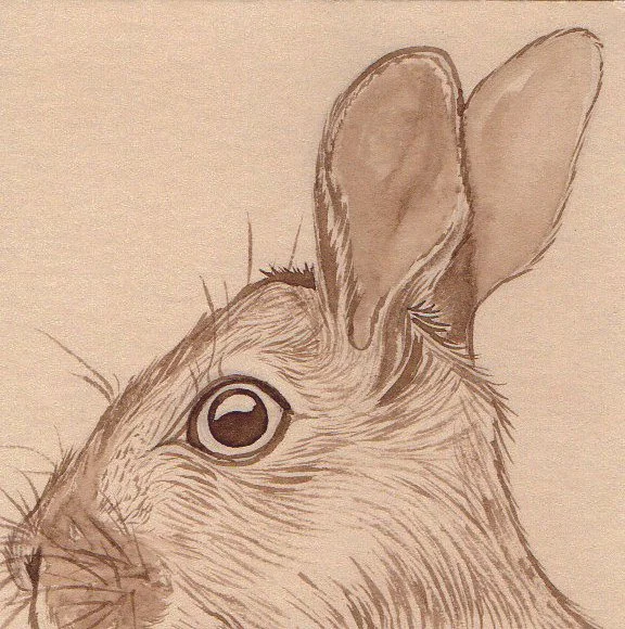 A detailed pencil drawing of a rabbit's face, focusing on the eye, ear, and fur texture.