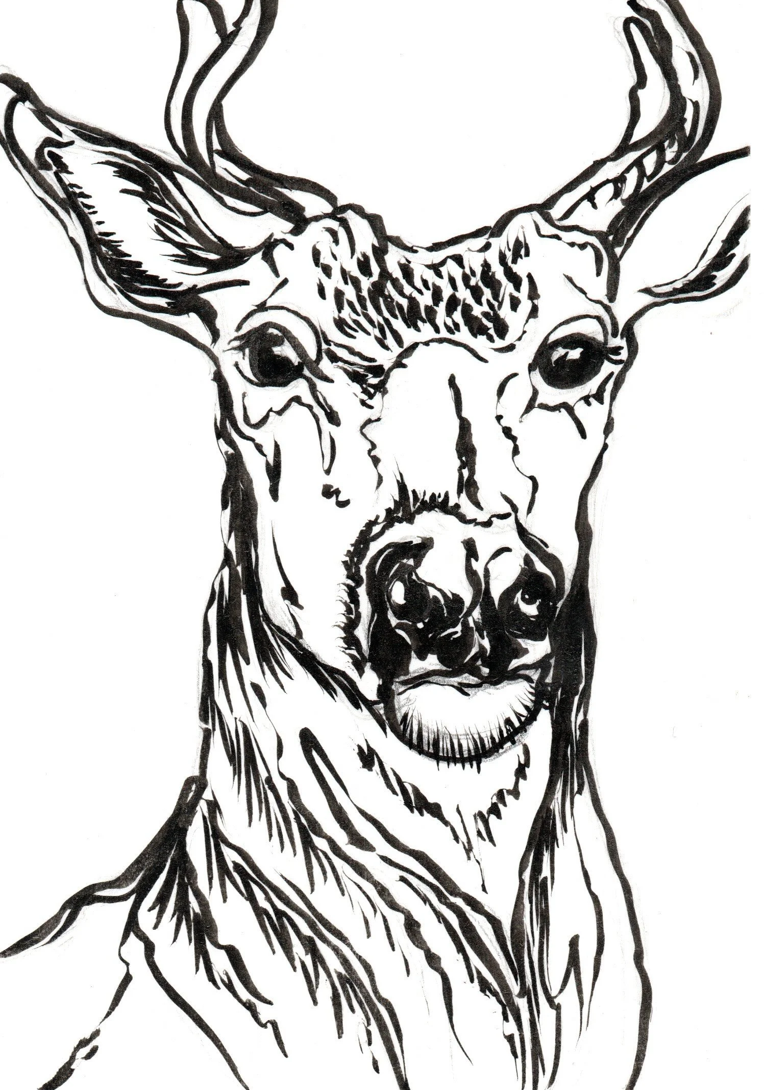 Black and white line drawing of a deer with large antlers.