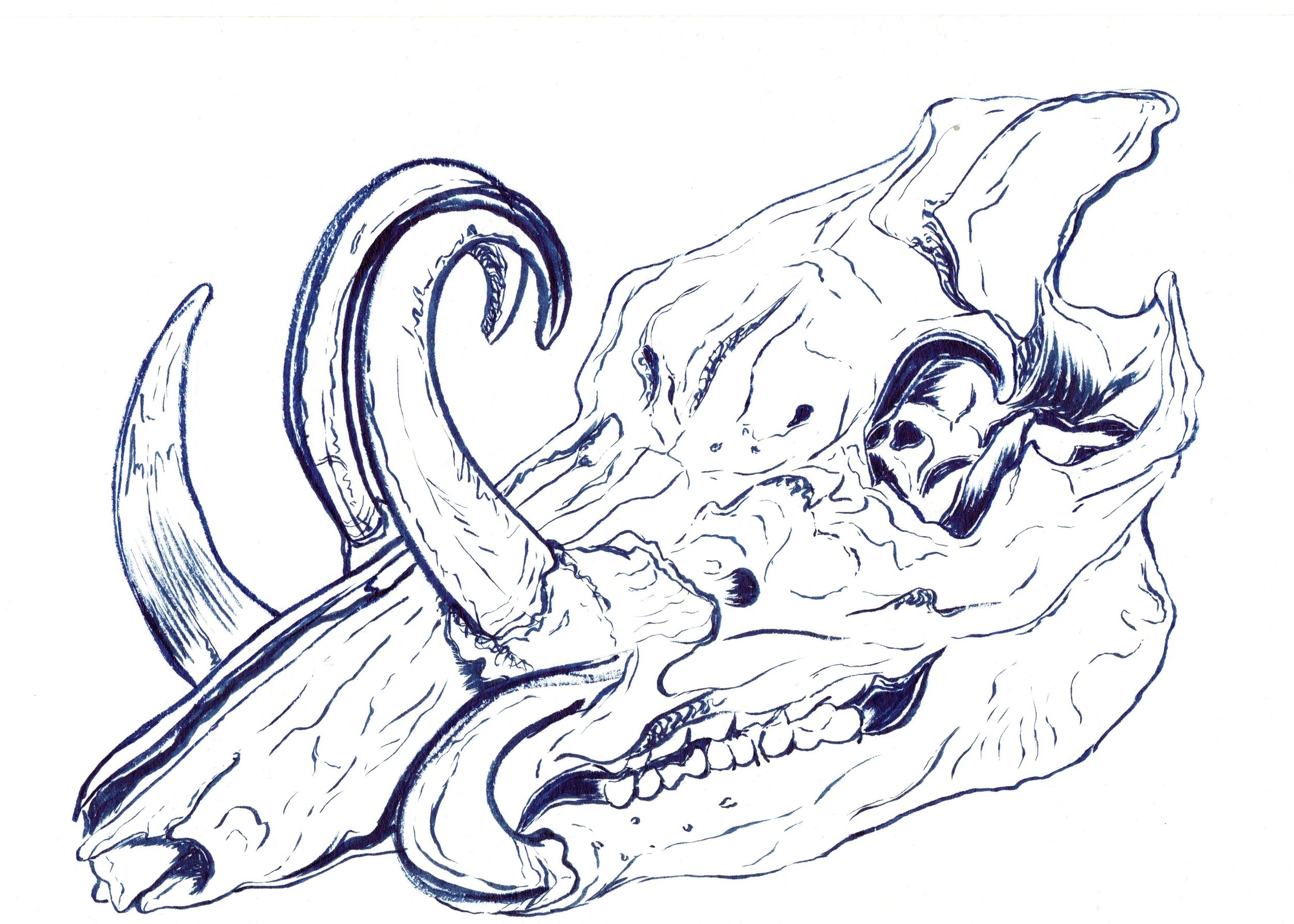 A detailed black and white sketch of a boar's skull features, large curved horns.