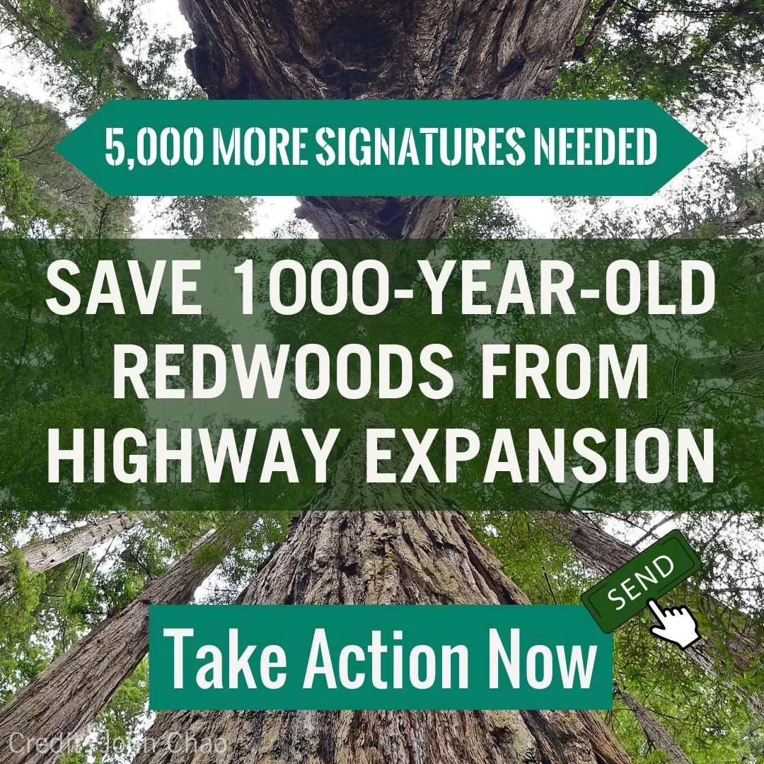 Redwoods.jpg