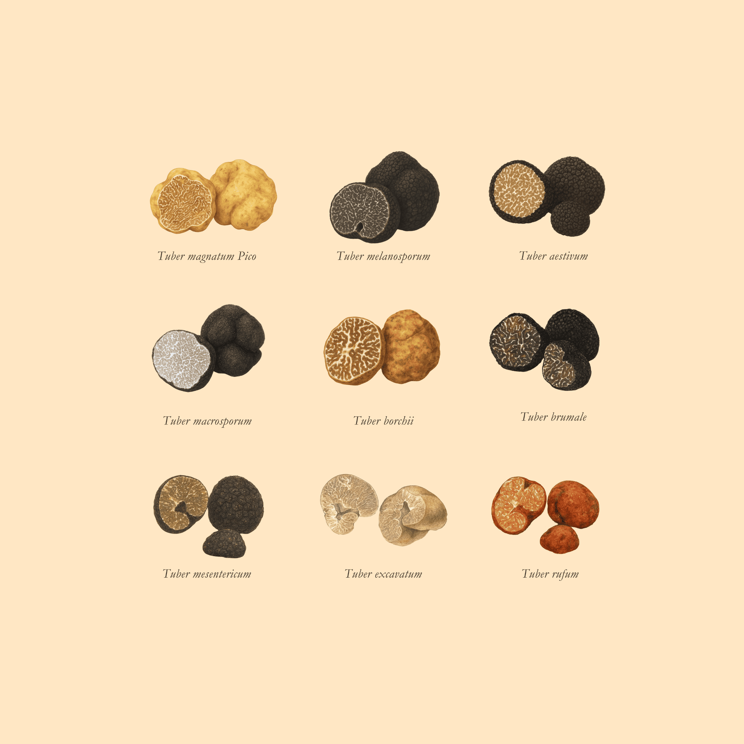 Tuber_Mockup.png