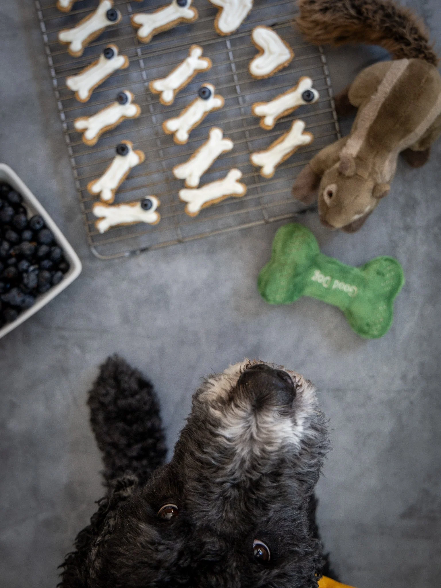 Murphy’s Frosted Dog Bones