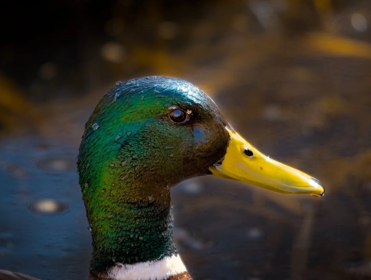 Close-up of a male mallard duck with a green head and yellow beak.