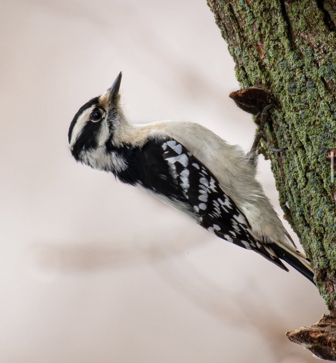 Close-up of a downy woodpecker on a tree trunk with green moss