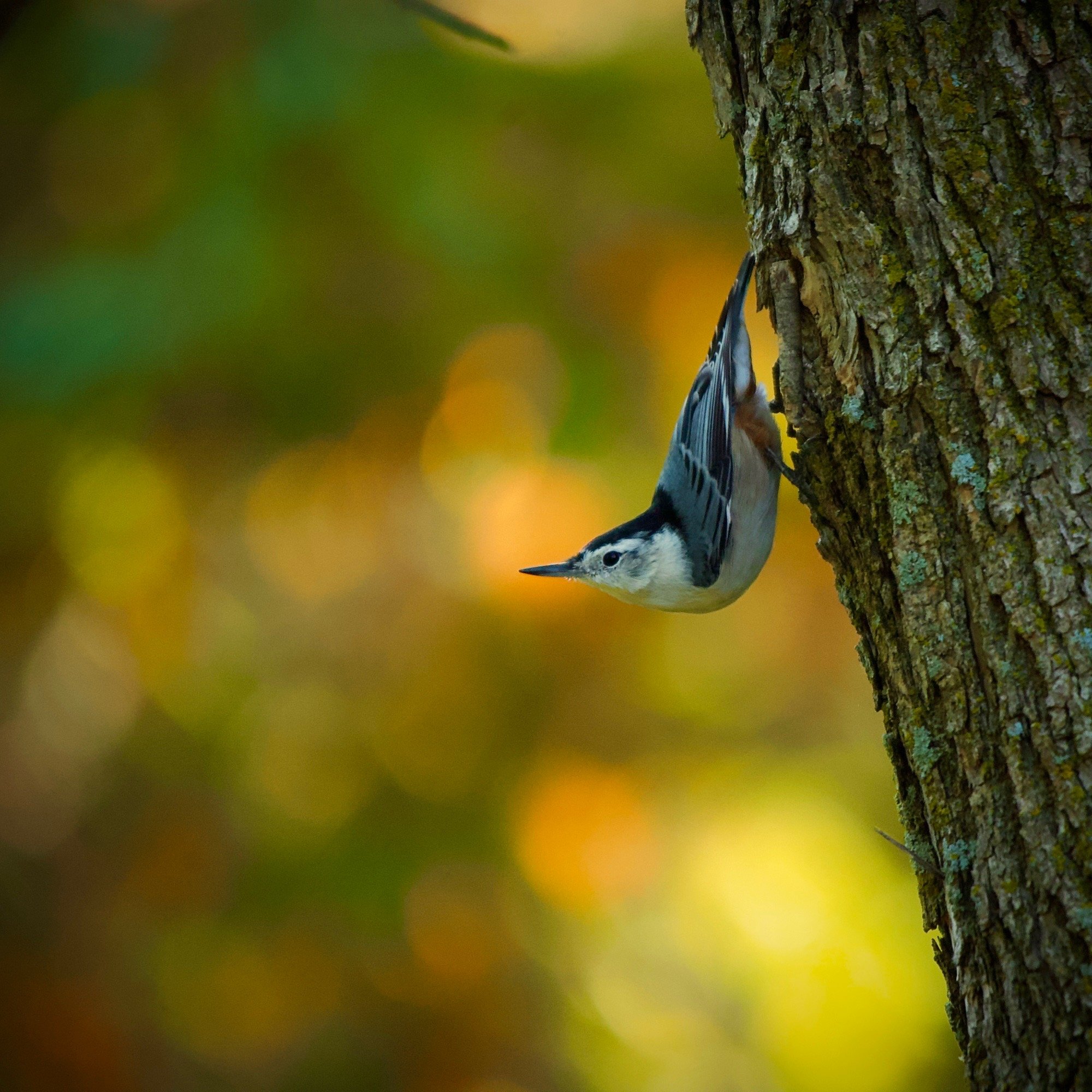 A small bird, likely a nuthatch, clings upside down to the side of a tree trunk with a blurred green and orange background.