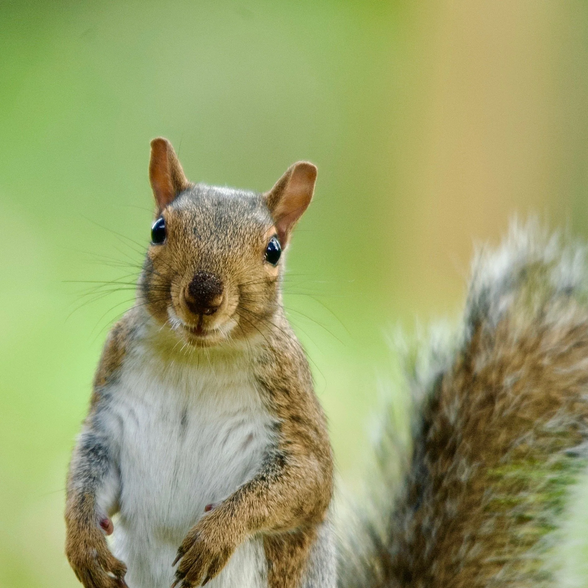 Close-up of a gray squirrel standing upright with a blurred green background.