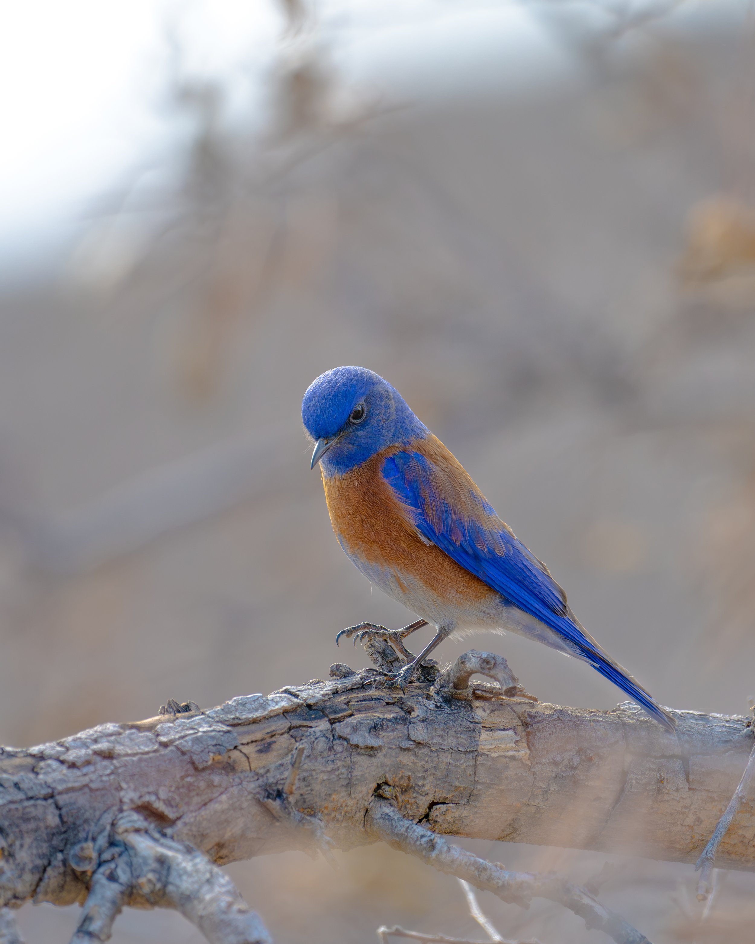 A bluebird perched on a branch, displaying its vibrant blue and orange plumage against a blurred natural background.