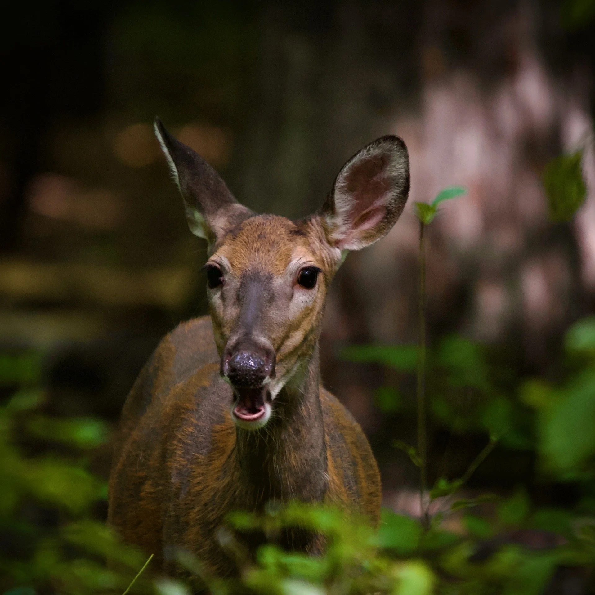 Deer in a forest with a surprised expression, surrounded by greenery and soft-focus background.