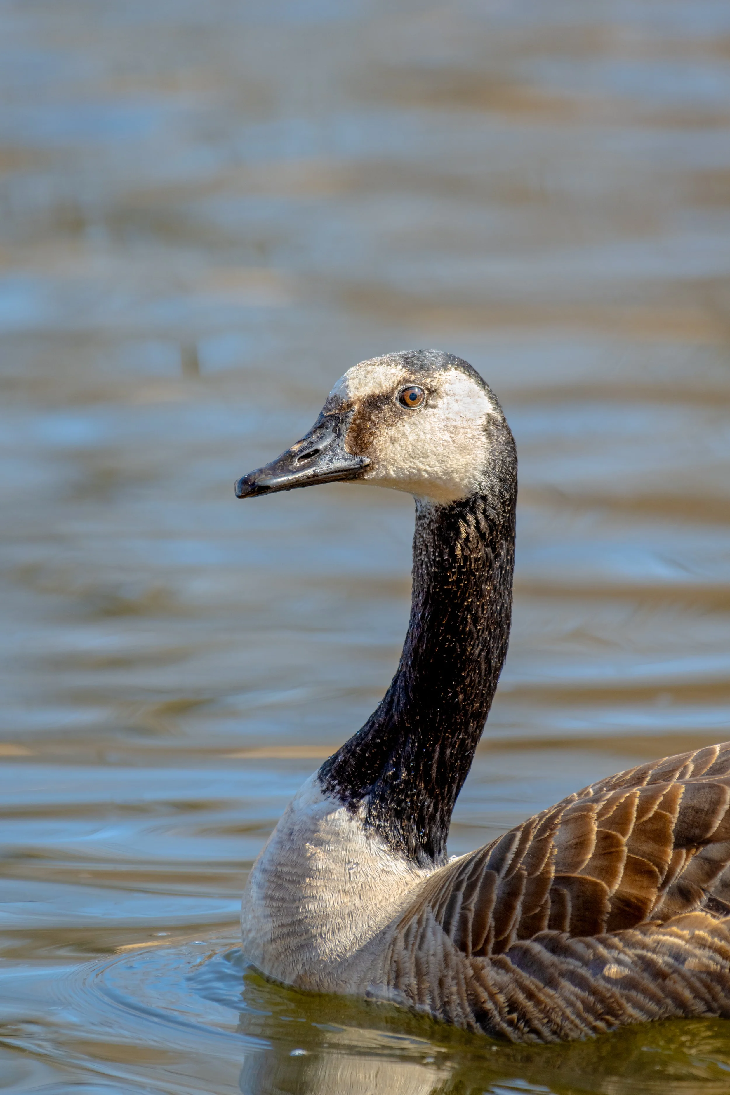 Hybrid duck swimming in water