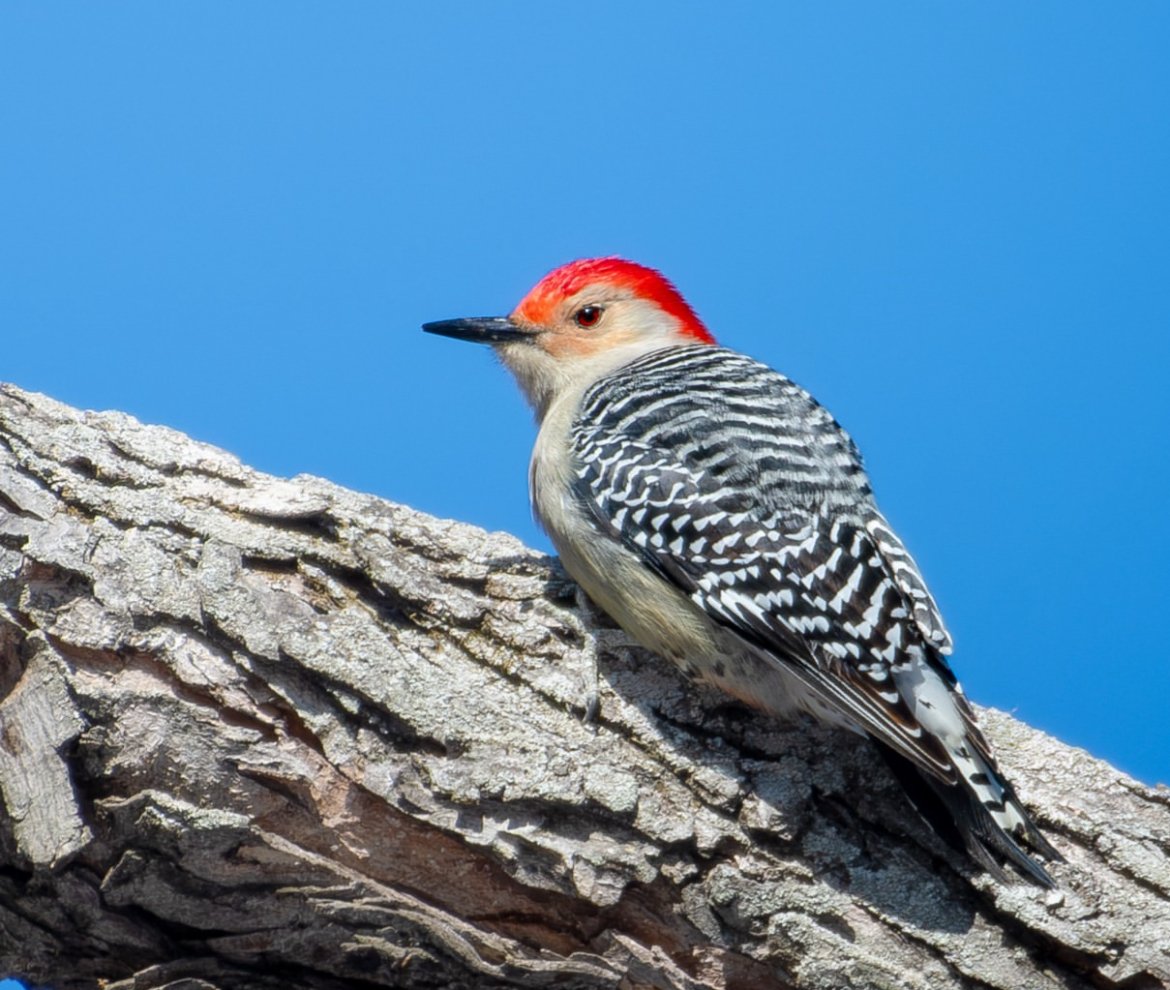 Red-bellied woodpecker perched on a tree branch against a blue sky background.